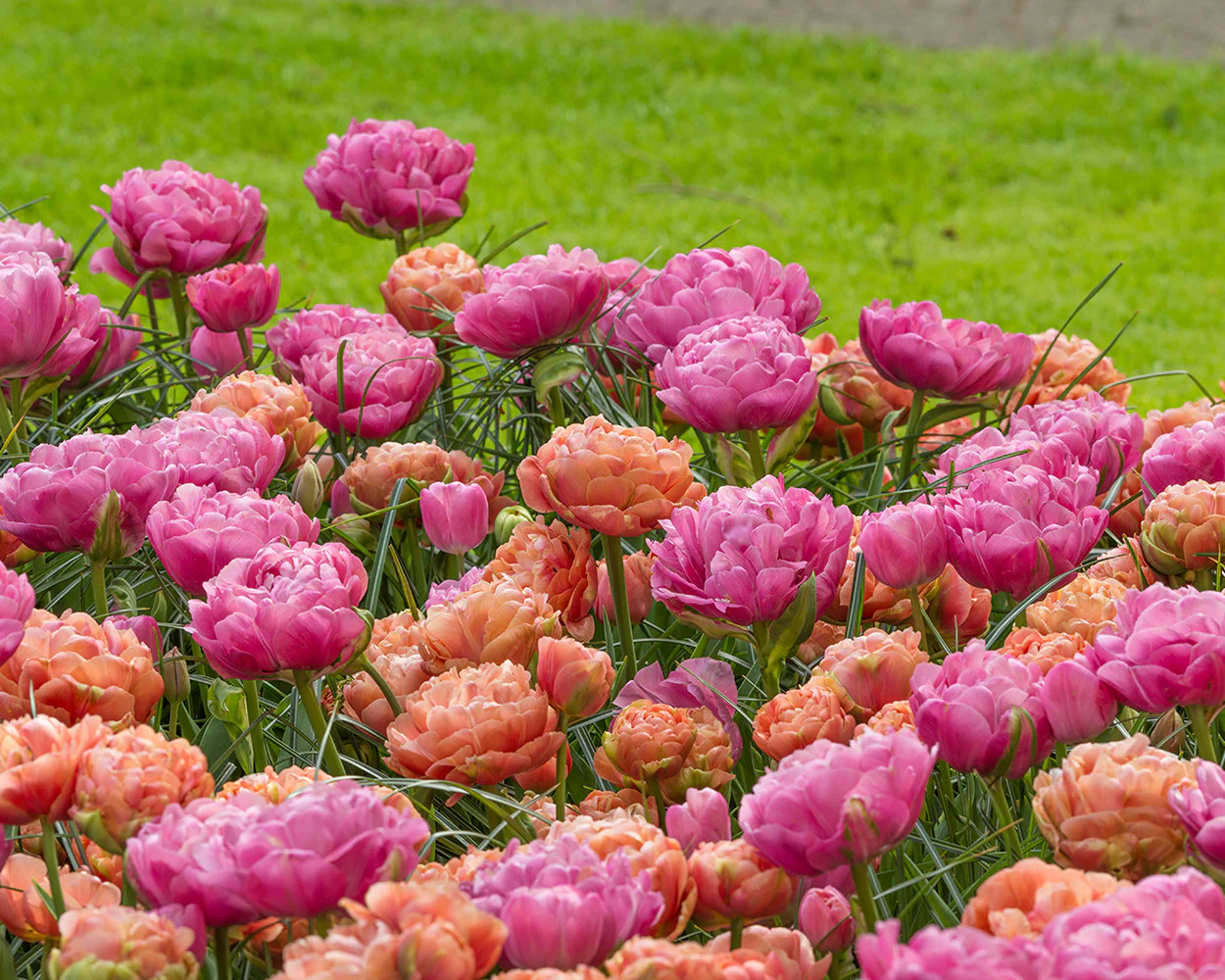 Tulip 'Copper Image' - Image 5
