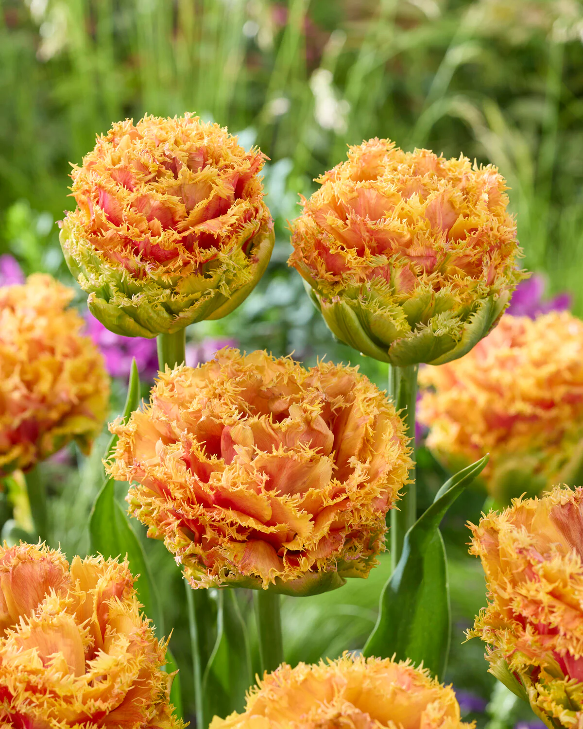Tulip 'Copperfield' - Image 2