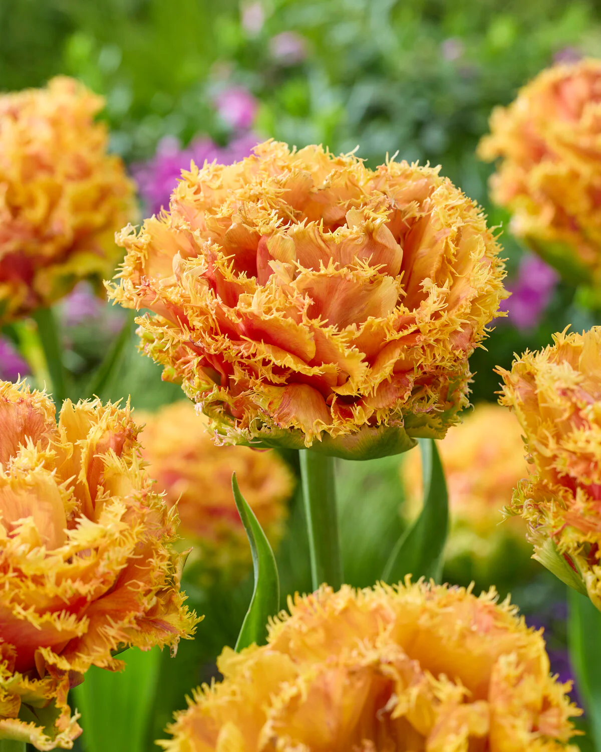 Tulip 'Copperfield' - Image 3