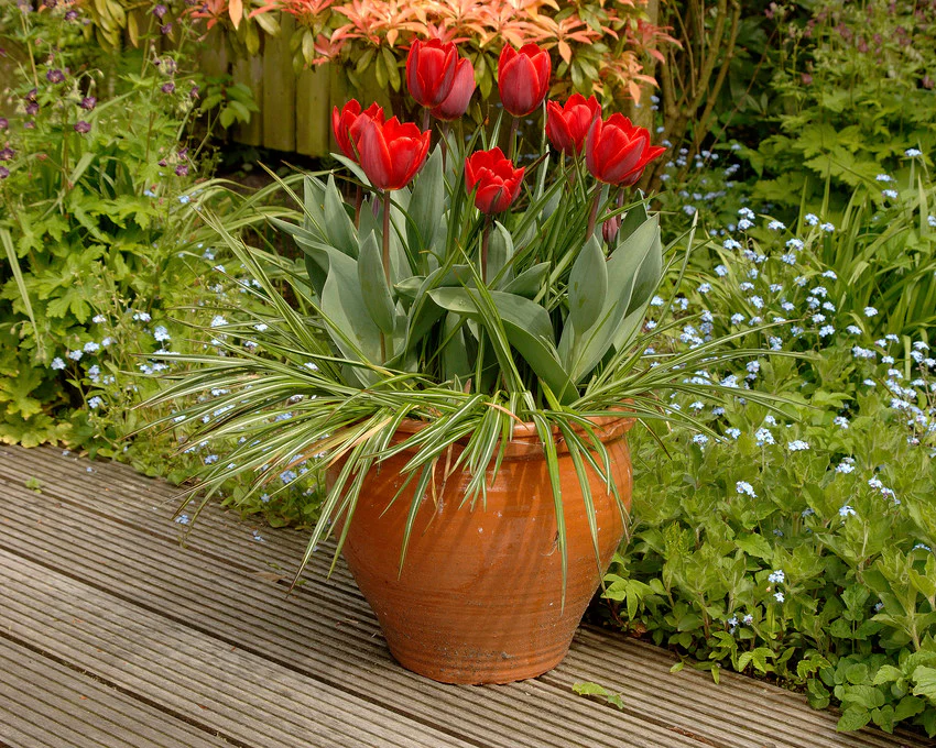 Tulip 'Couleur Cardinal' - Image 10
