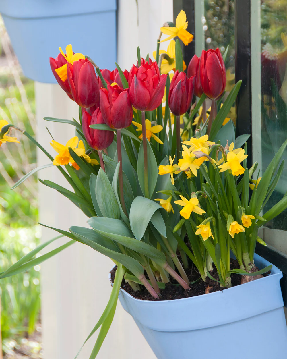 Tulip 'Couleur Cardinal' - Image 2
