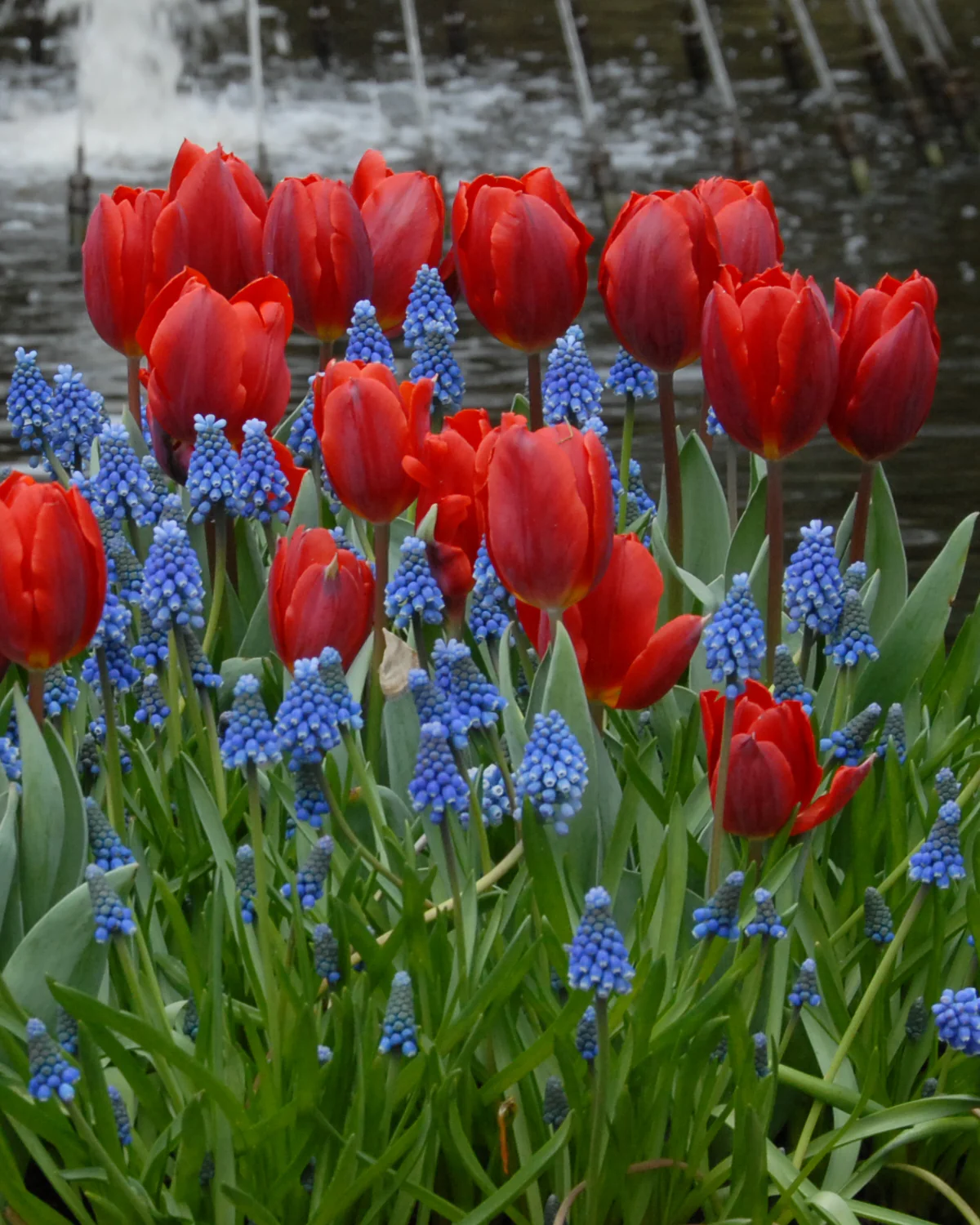 Tulip 'Couleur Cardinal' - Image 3