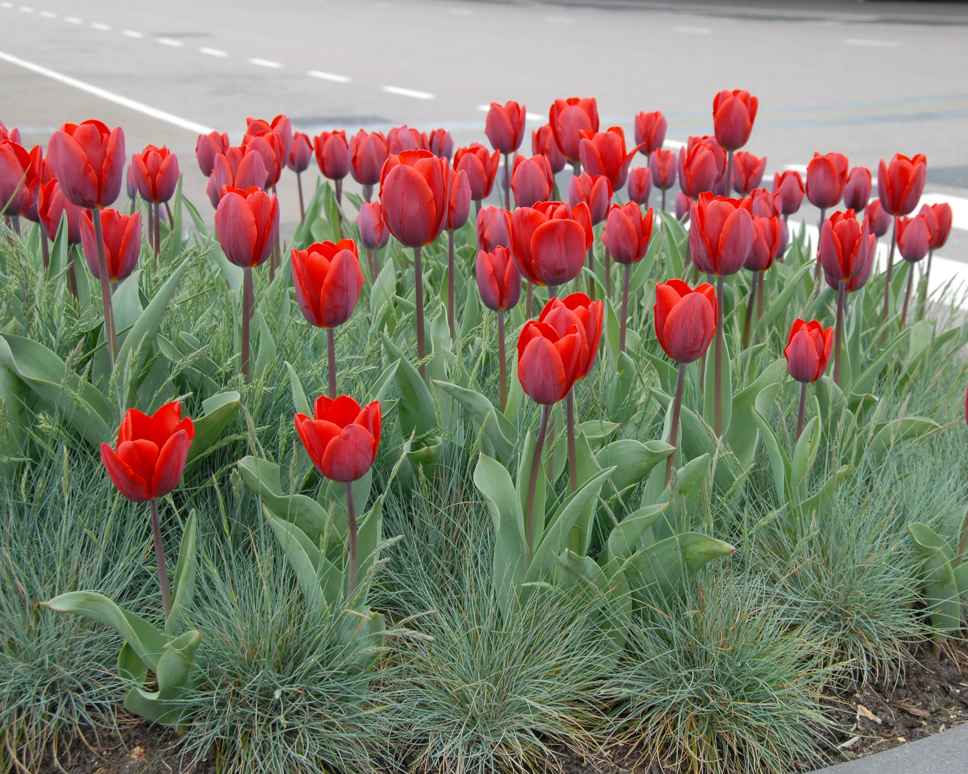 Tulip 'Couleur Cardinal' - Image 4