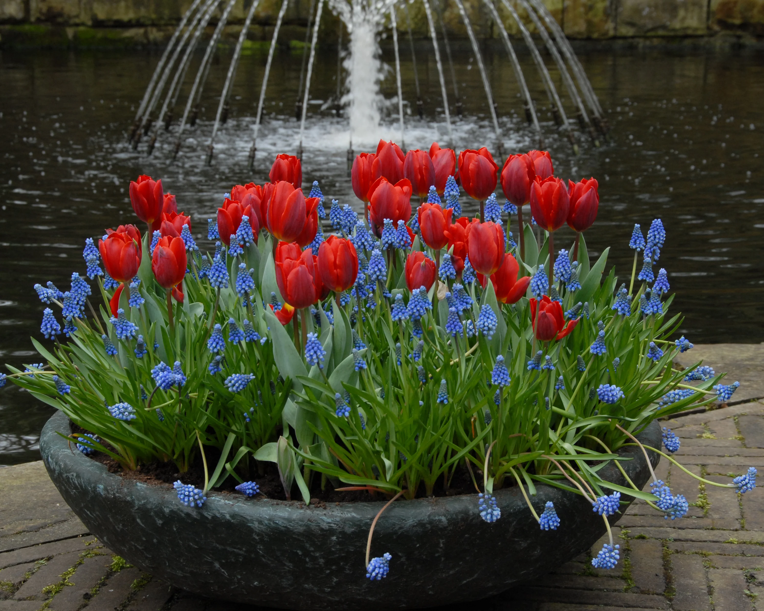 Tulip 'Couleur Cardinal' - Image 5