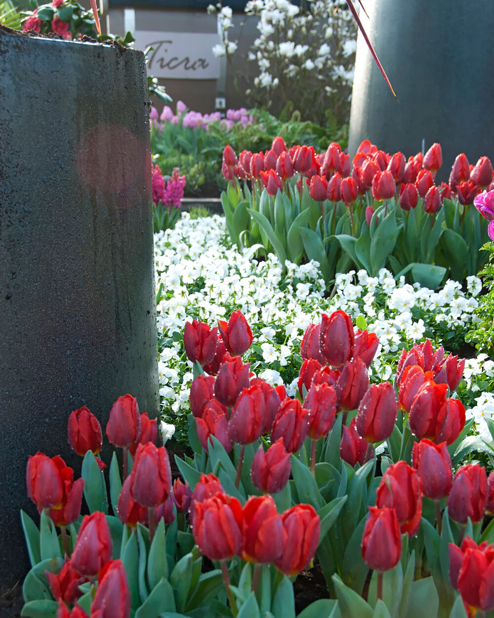 Tulip 'Couleur Cardinal' - Image 8