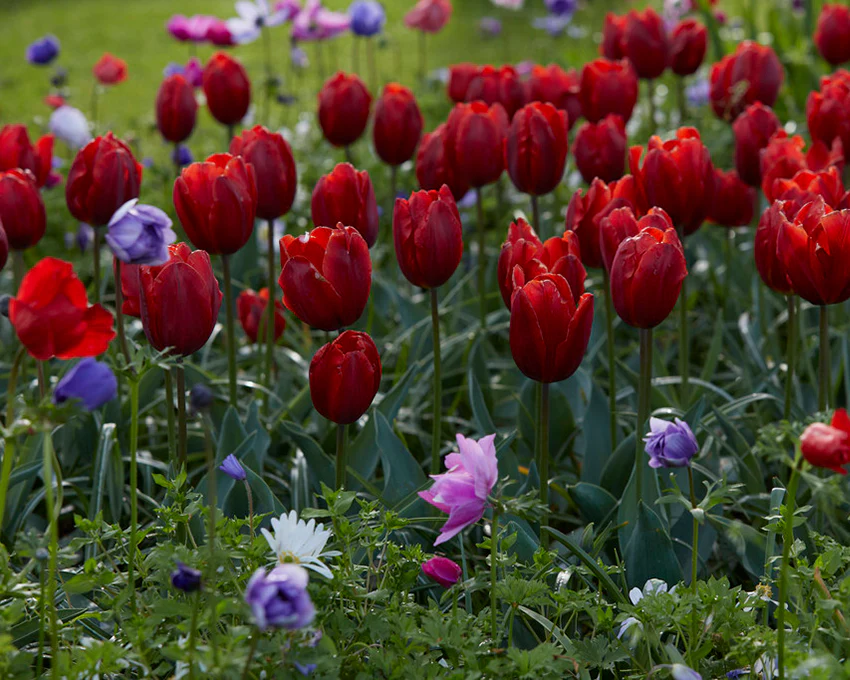 Tulip 'Couleur Cardinal' - Image 9