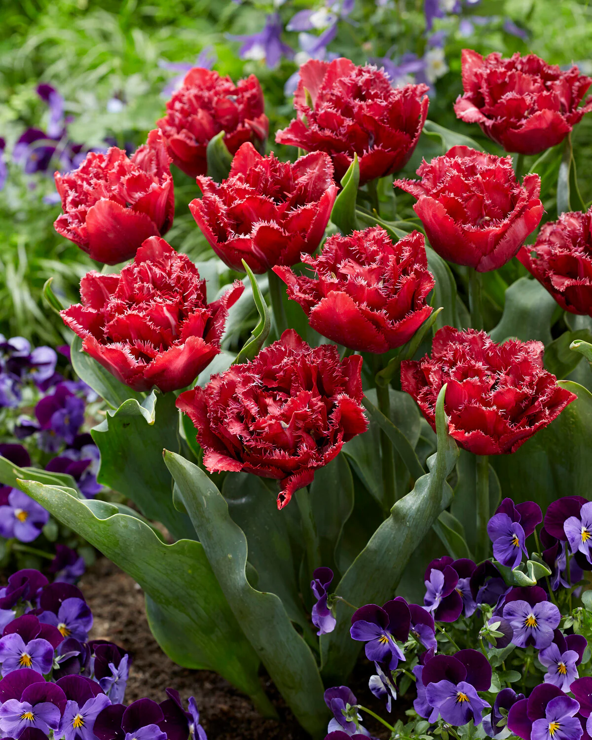 Tulip 'Cranberry Thistle' - Image 3