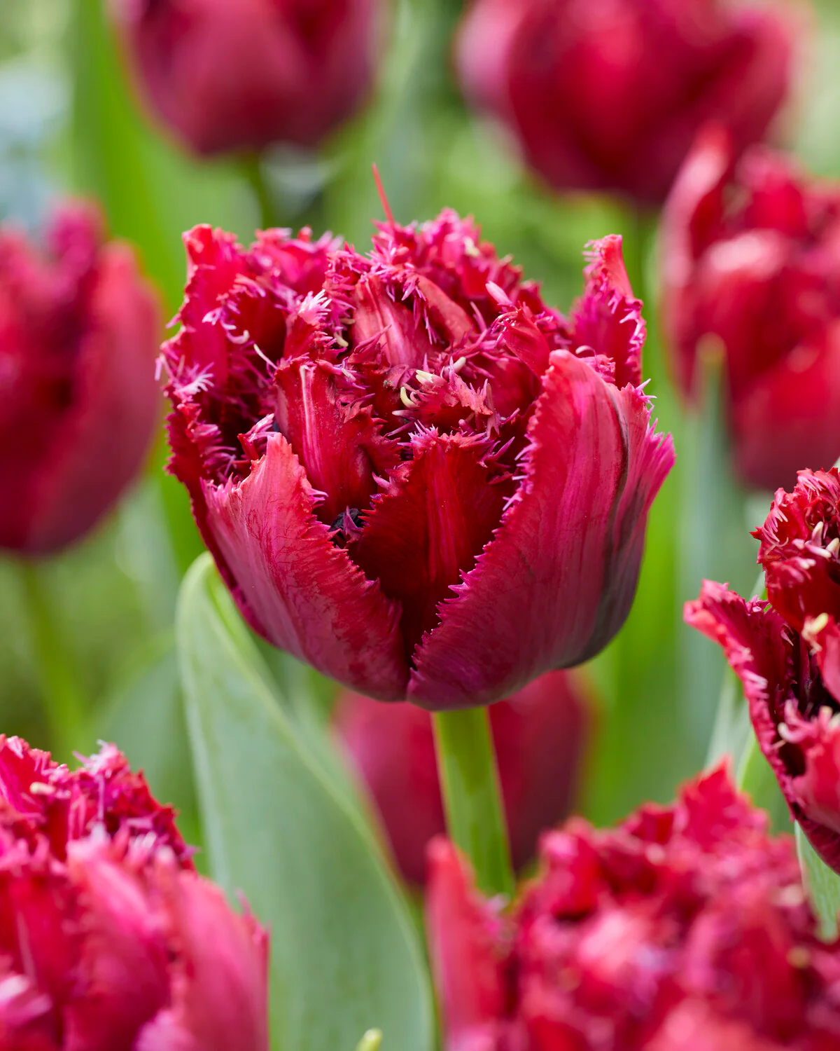 Tulip 'Cranberry Thistle' - Image 5