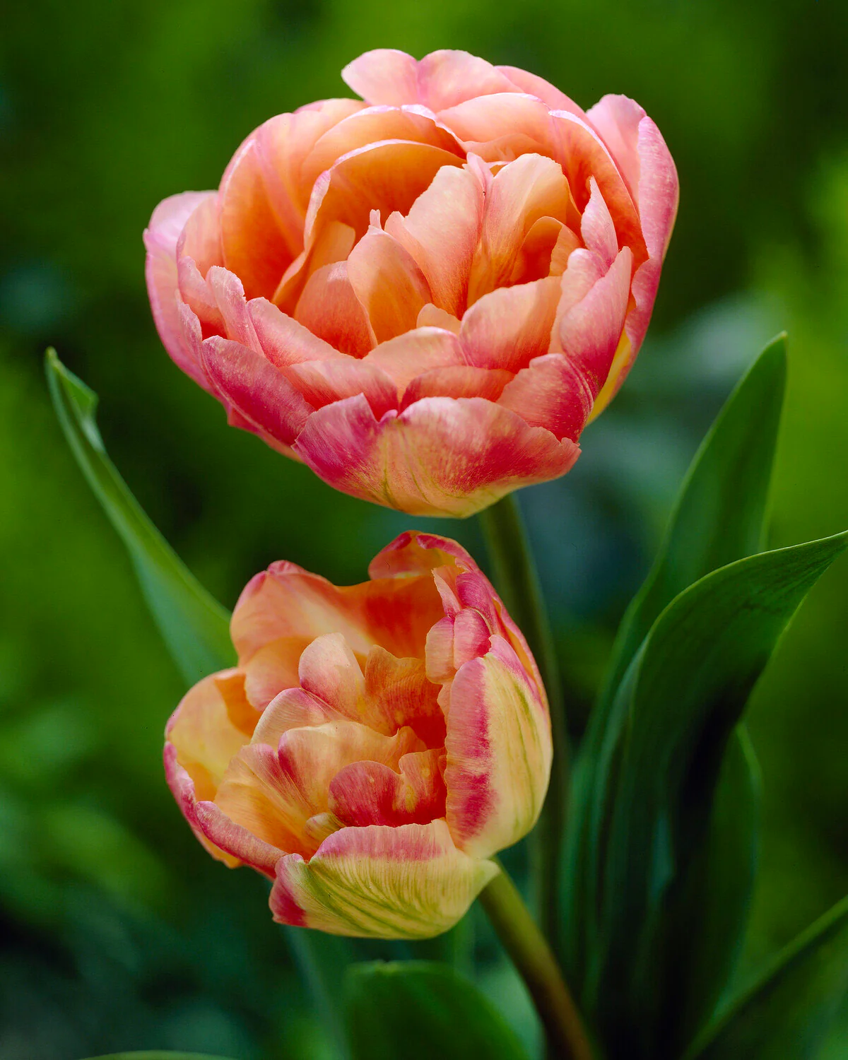 Tulip 'Crème Upstar' - Image 10