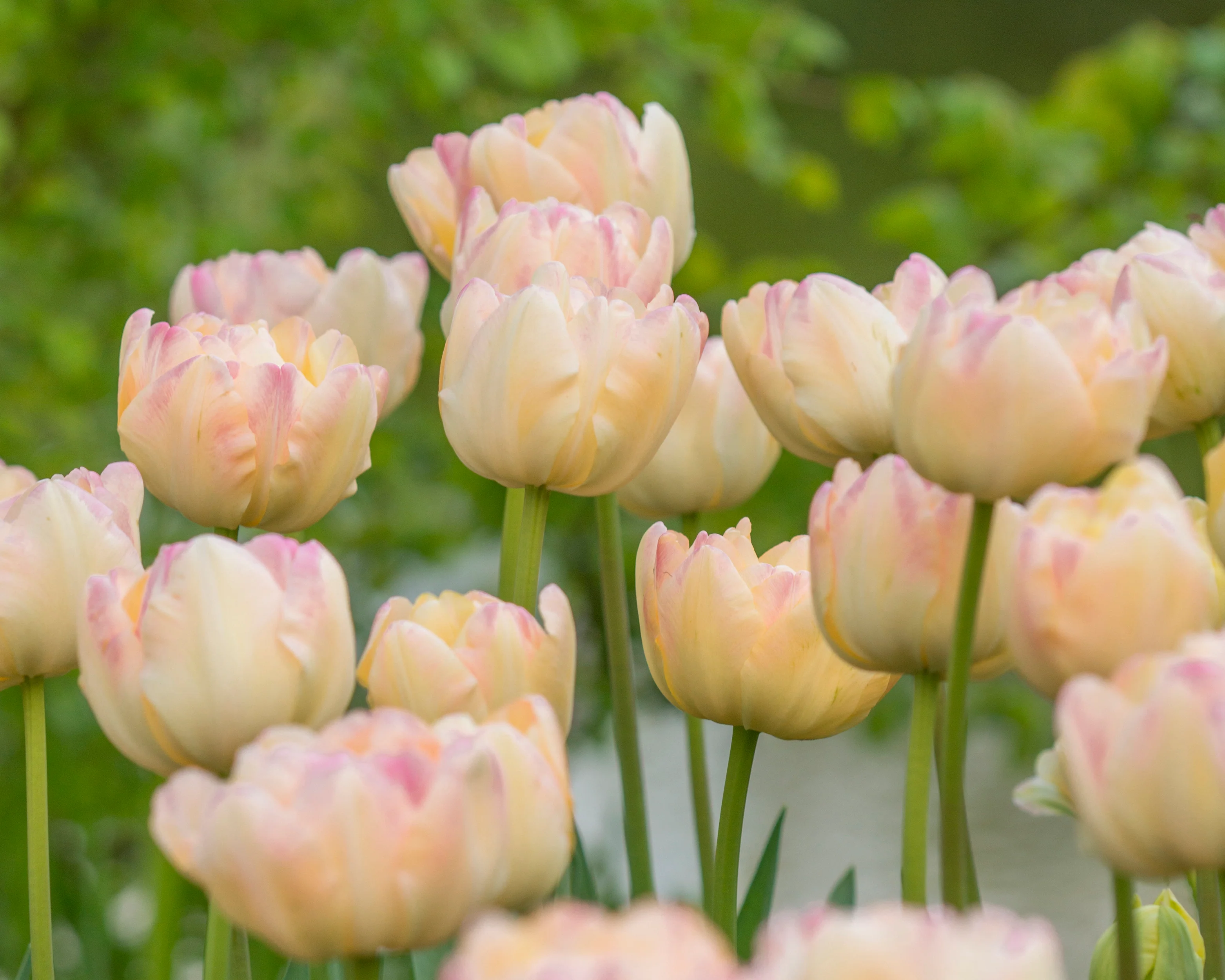 Tulip 'Crème Upstar' - Image 3