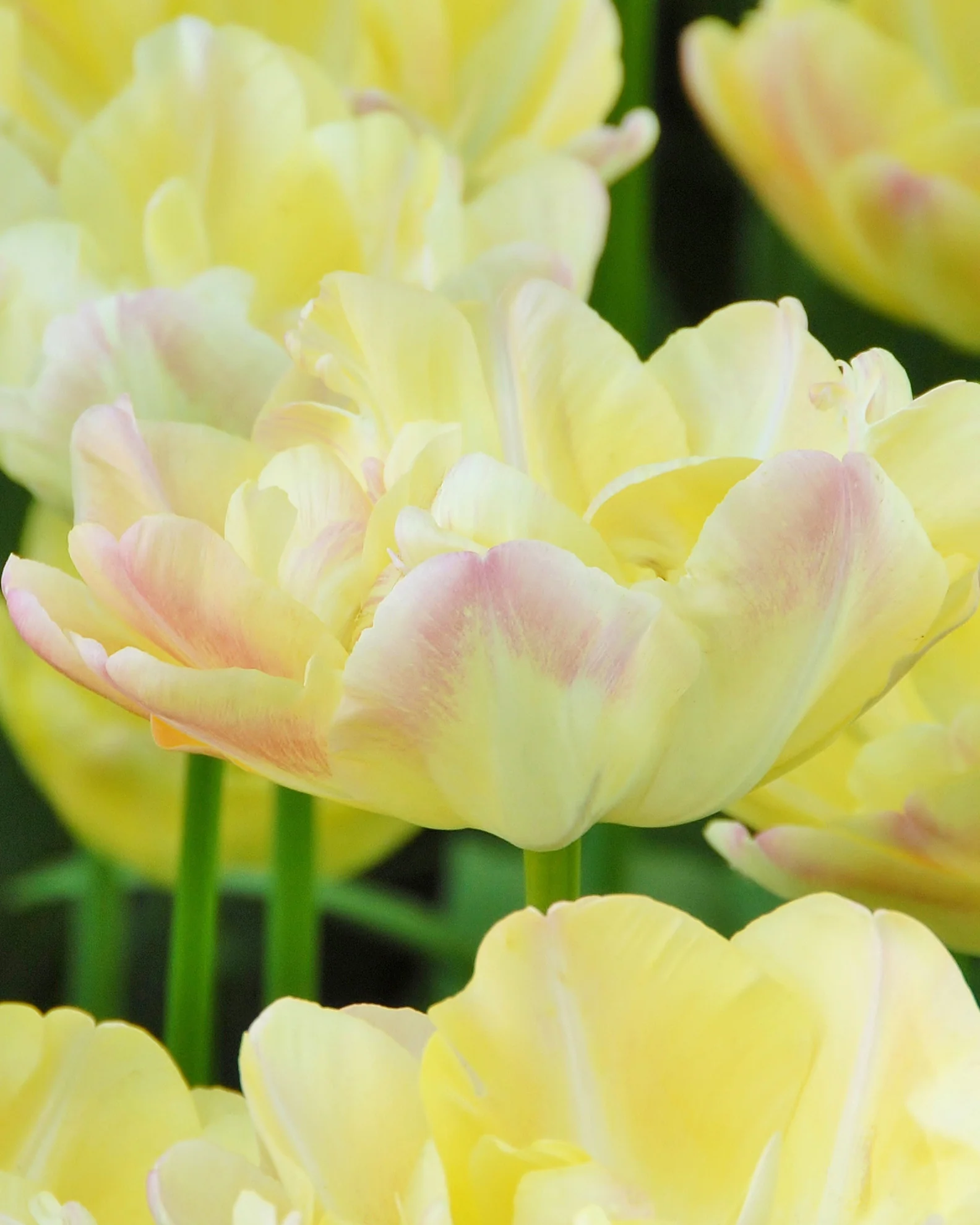 Tulip 'Crème Upstar' - Image 5