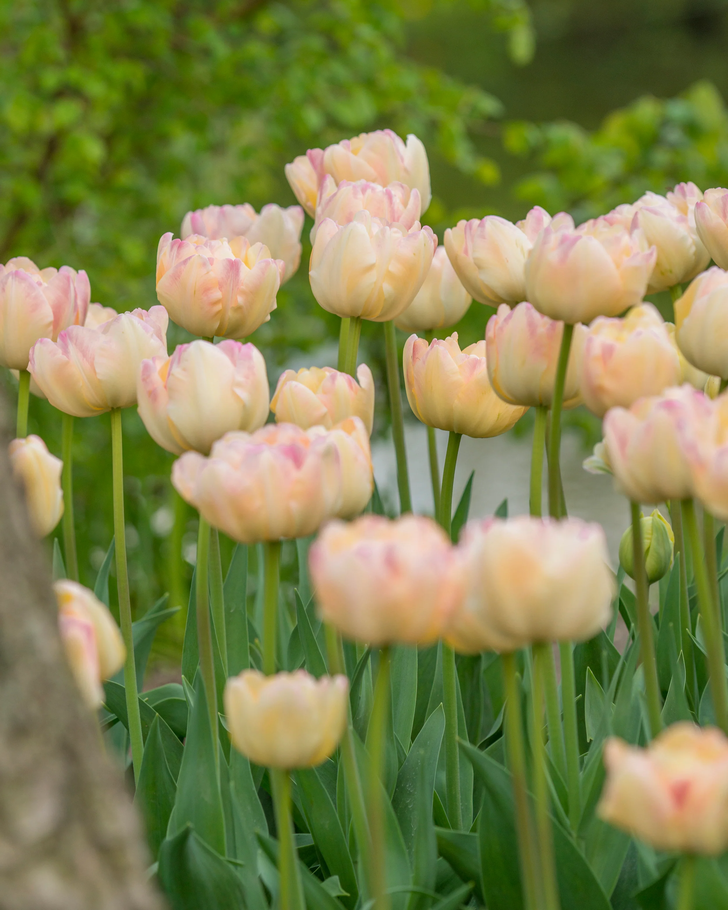 Tulip 'Crème Upstar' - Image 7