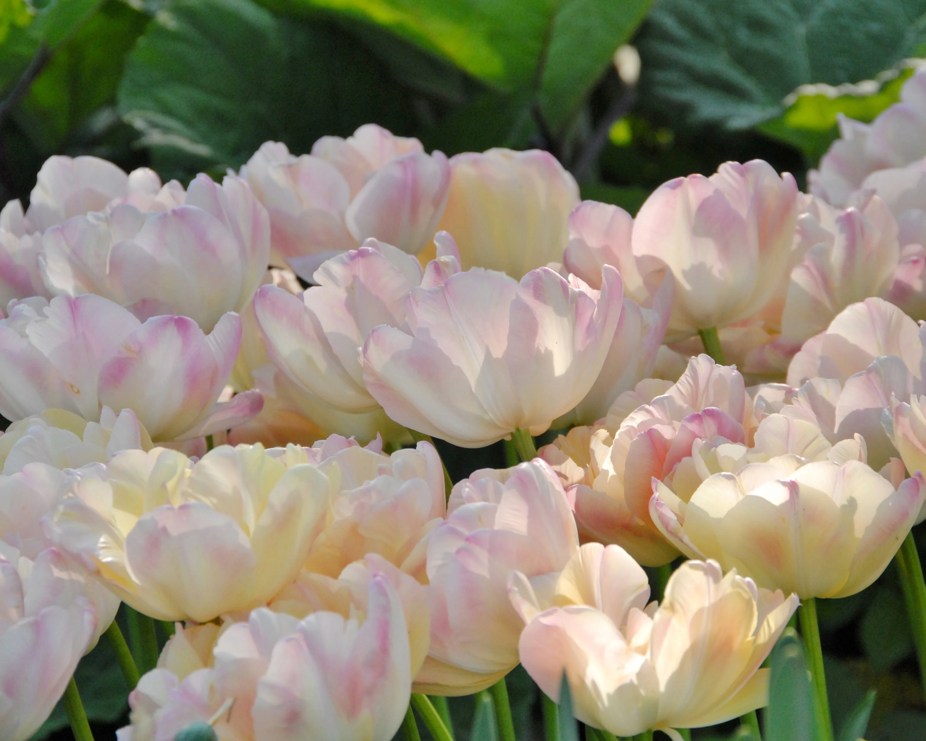 Tulip 'Crème Upstar' - Image 9