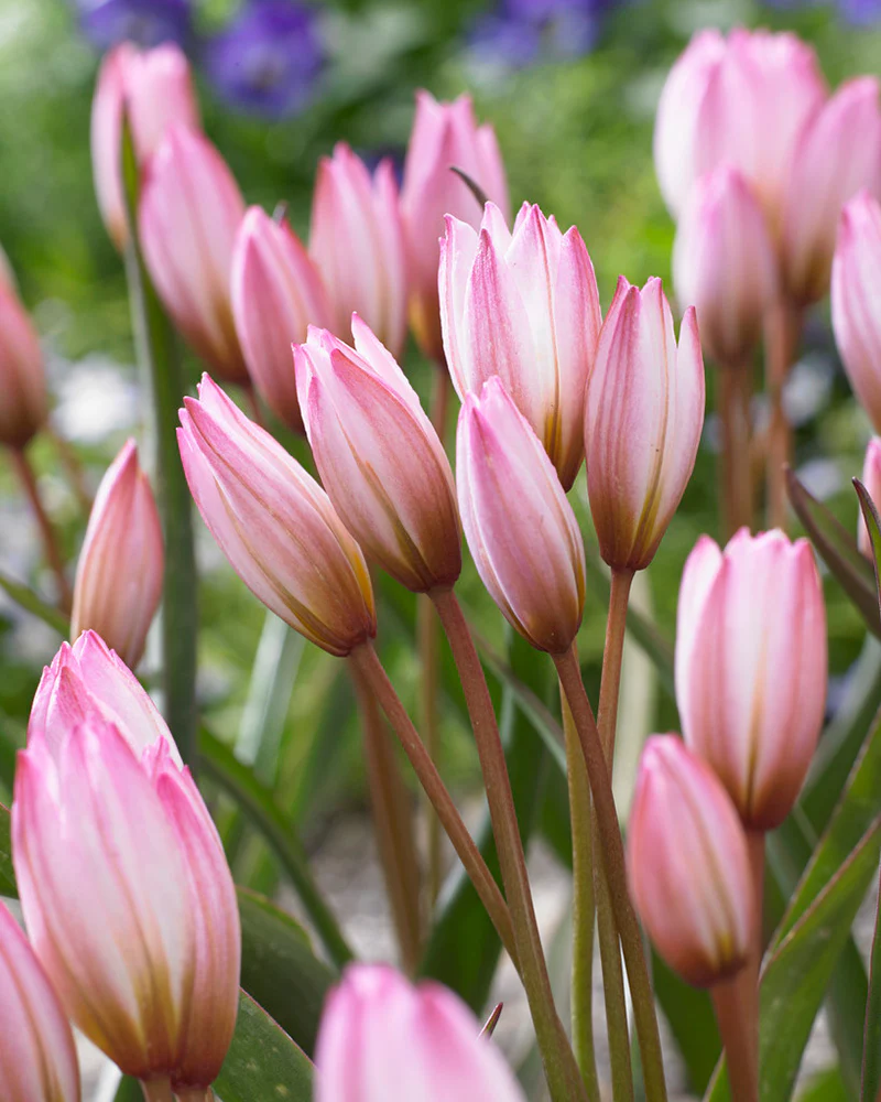 Tulip cretica 'Hilde' - Image 4