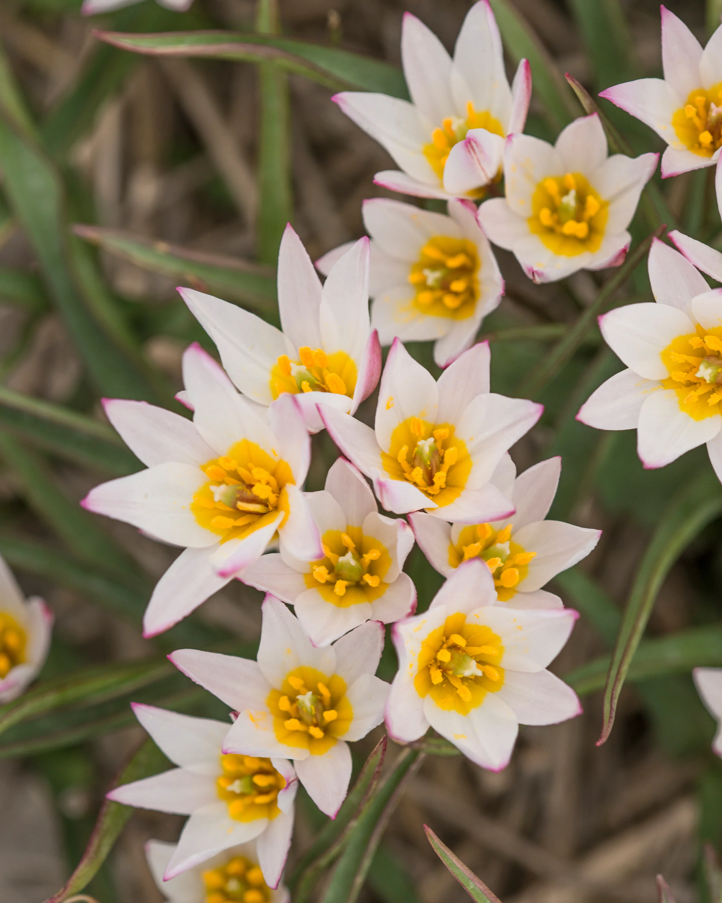 Tulip cretica 'Hilde' - Image 6