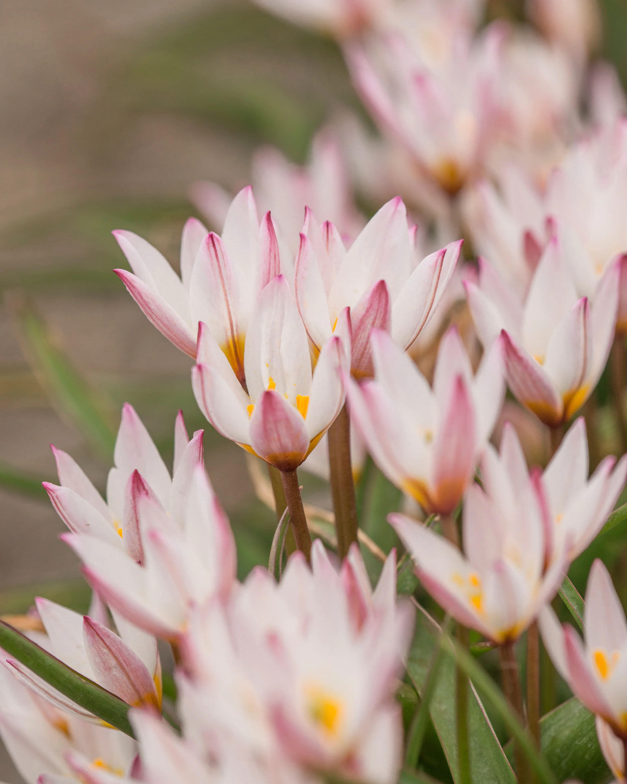 Tulip cretica 'Hilde' - Image 7