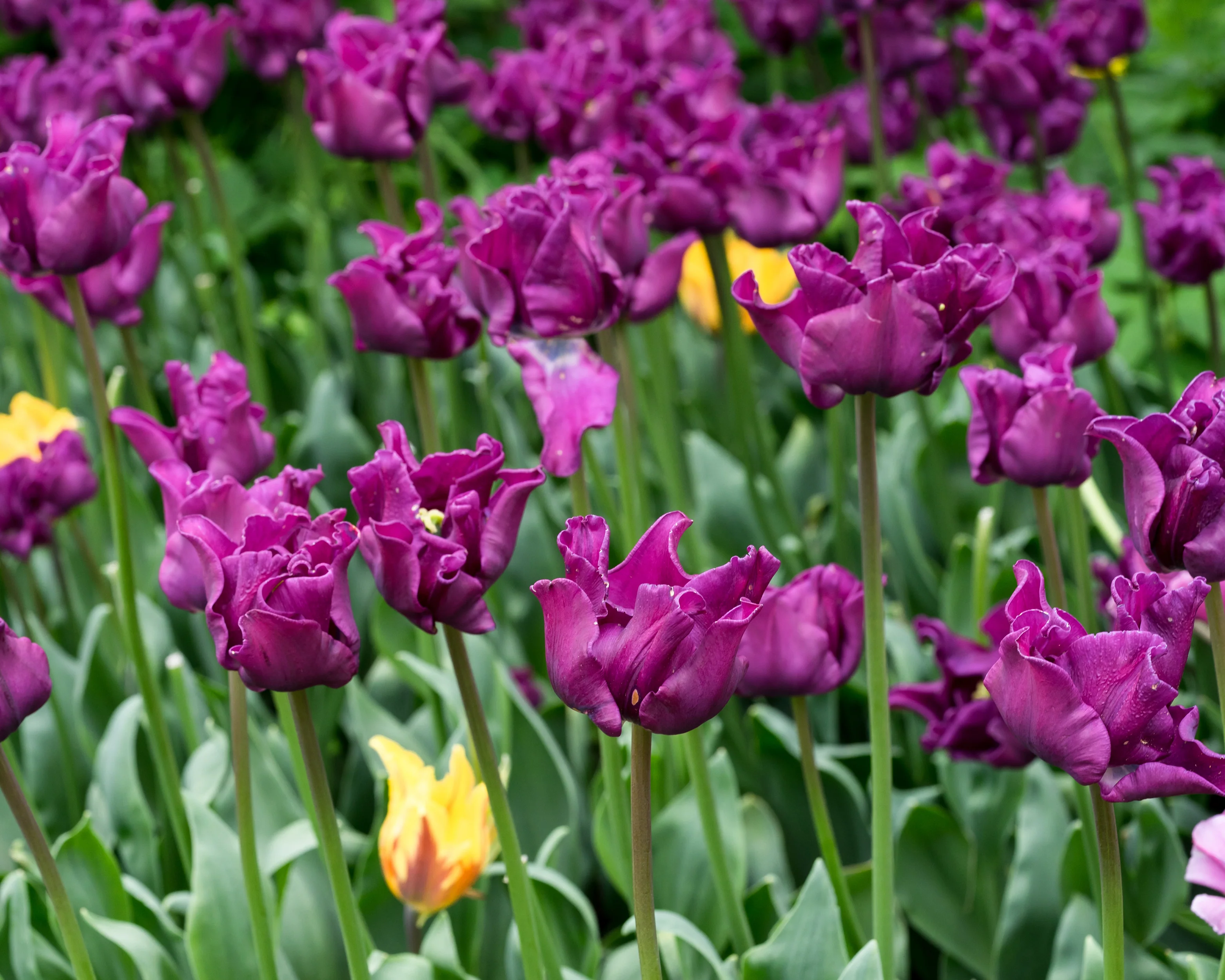 Tulip 'Crown of Negrita' - Image 8