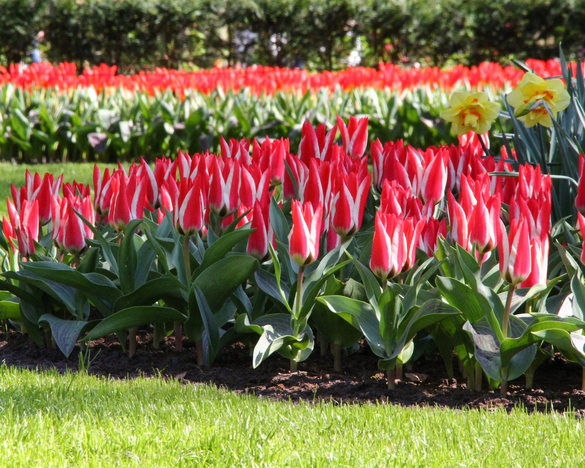 Tulip 'Czar Peter' - Image 2