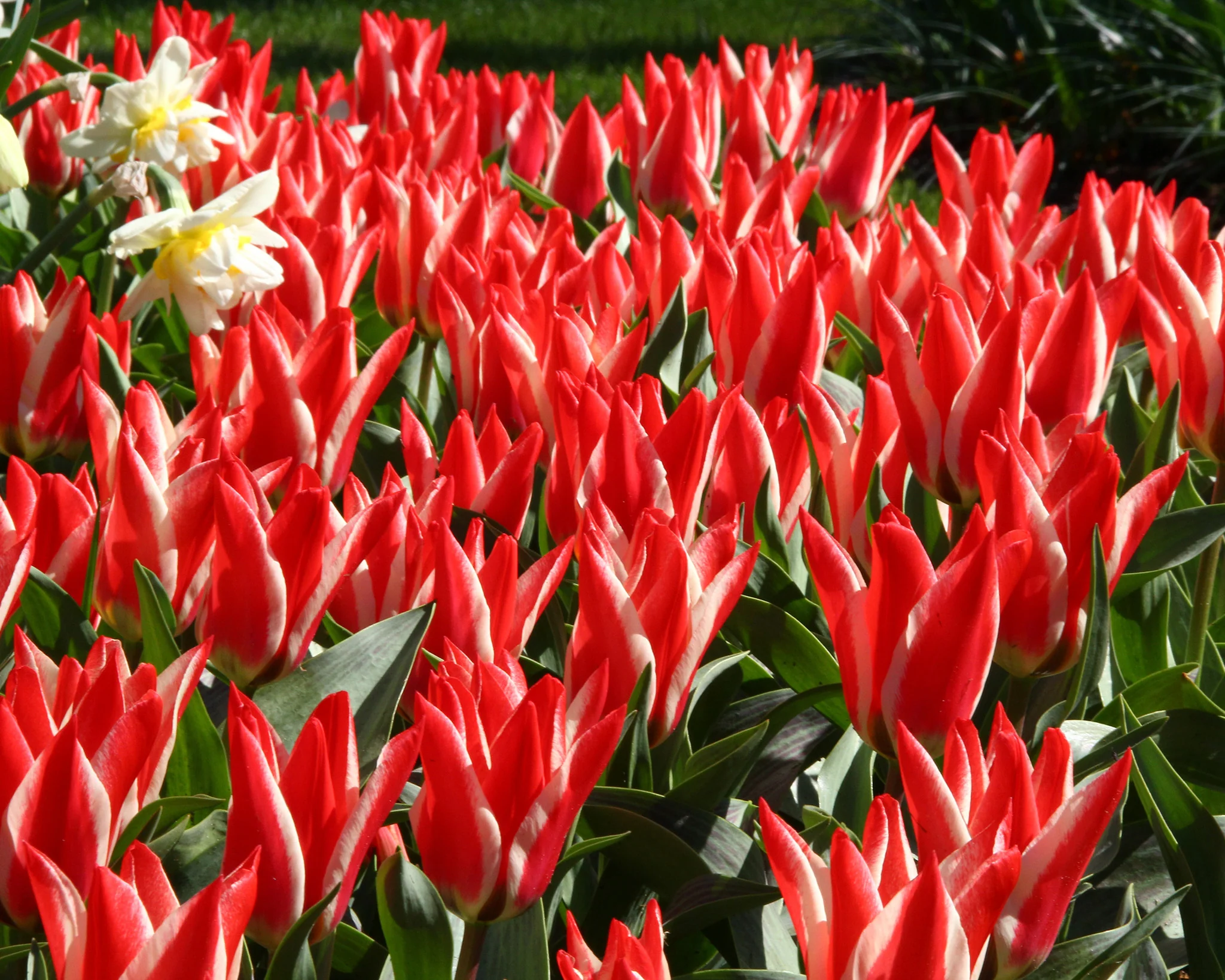 Tulip 'Czar Peter' - Image 3