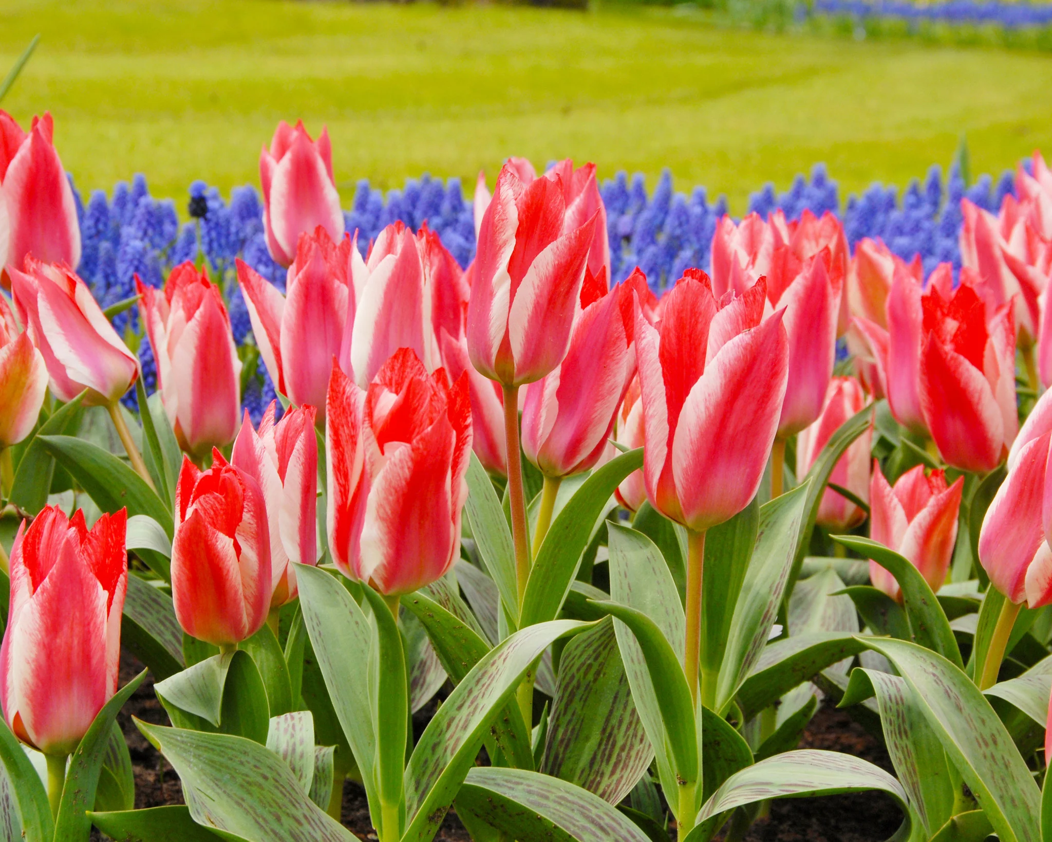 Tulip 'Czar Peter' - Image 4