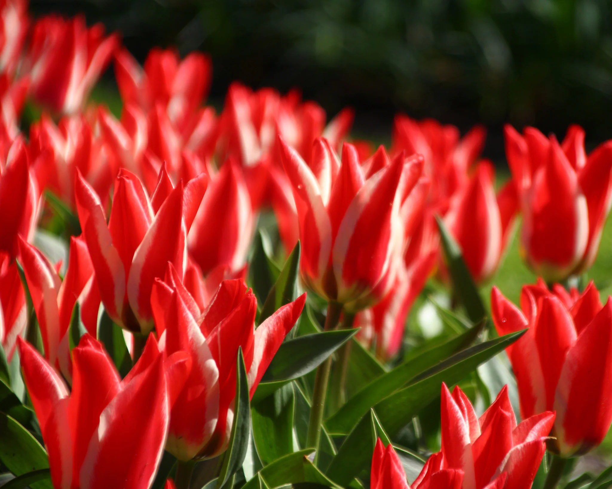 Tulip 'Czar Peter' - Image 6