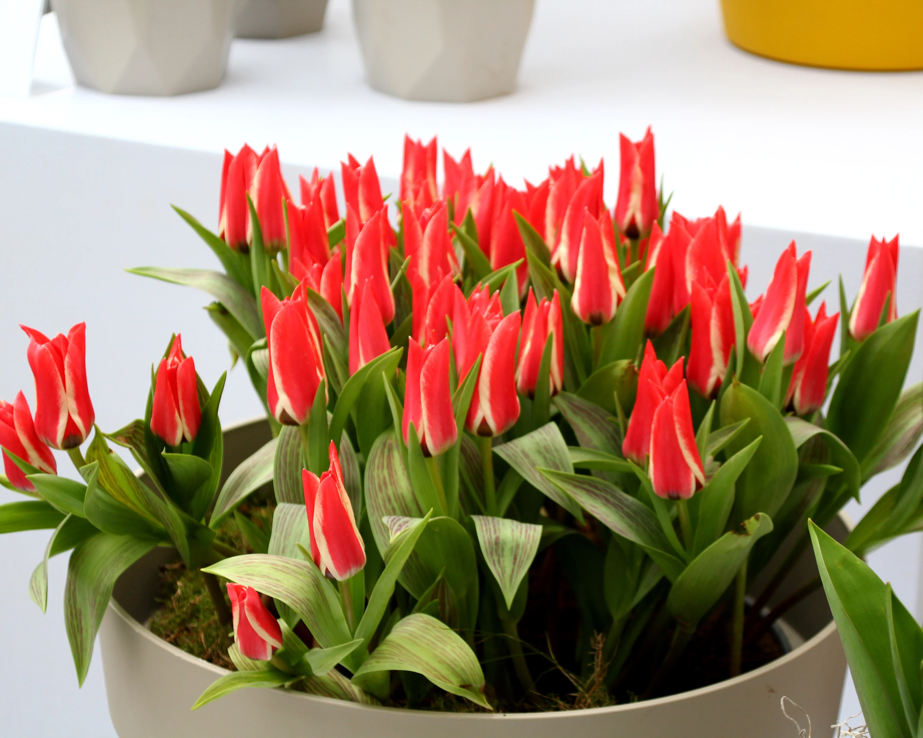 Tulip 'Czar Peter' - Image 7