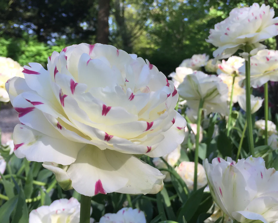Tulip 'Danceline' - Image 3