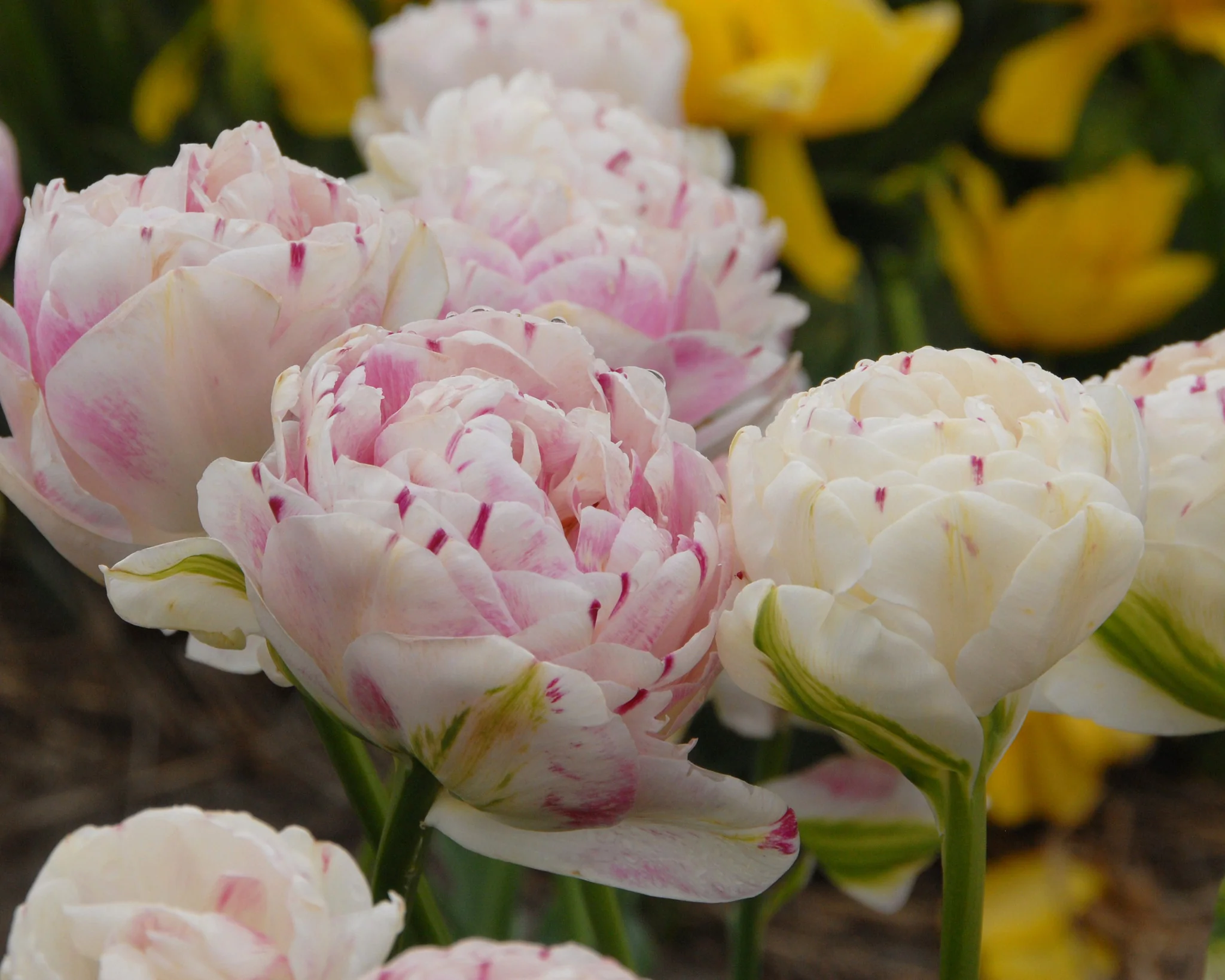 Tulip 'Danceline' - Image 4