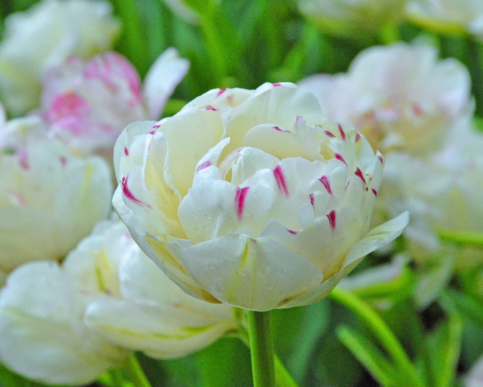 Tulip 'Danceline' - Image 5
