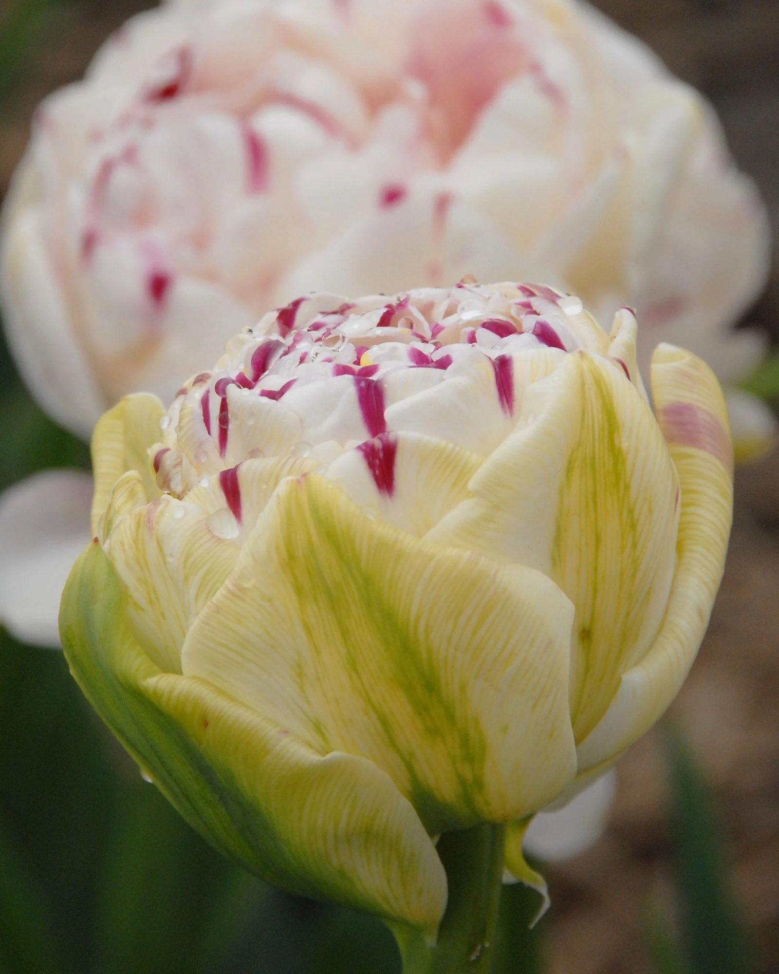 Tulip 'Danceline' - Image 6
