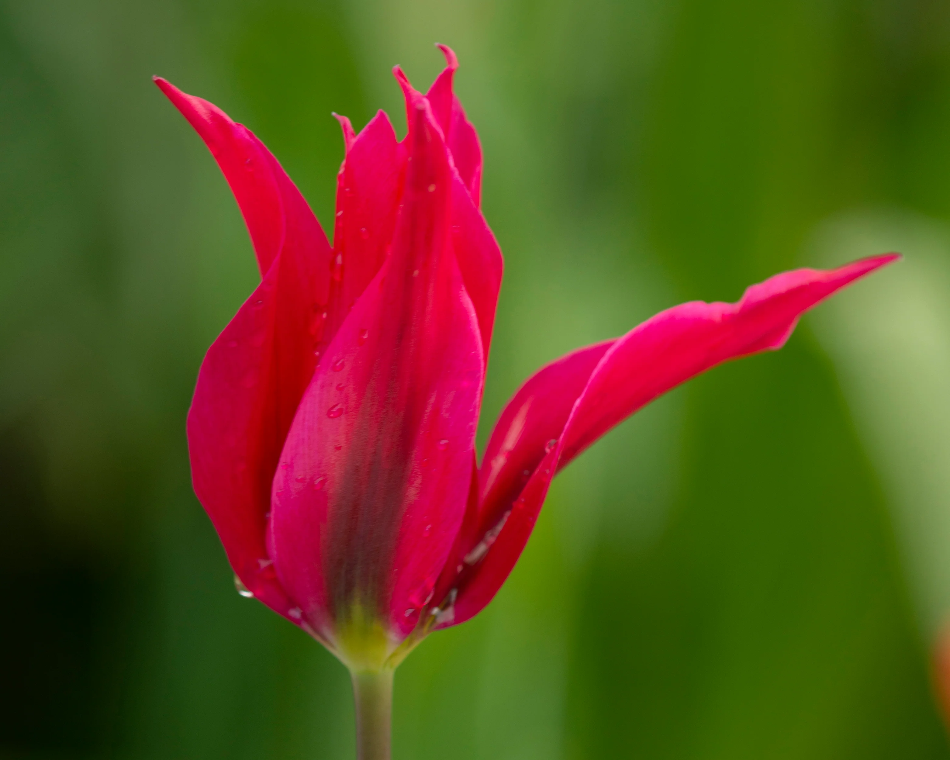 Tulip 'Doll's Minuet' - Image 4