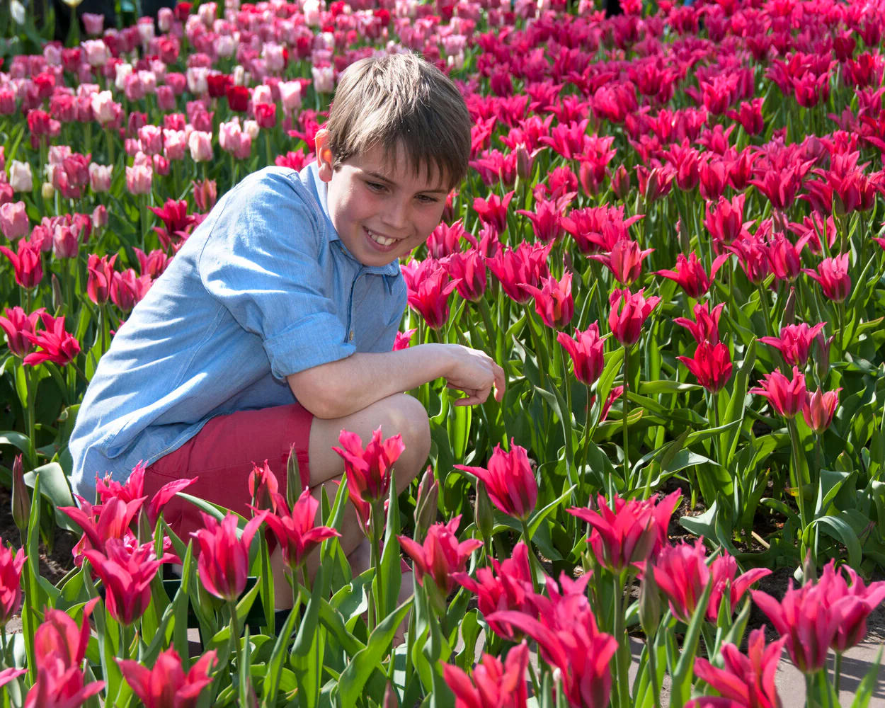 Tulip 'Doll's Minuet' - Image 7