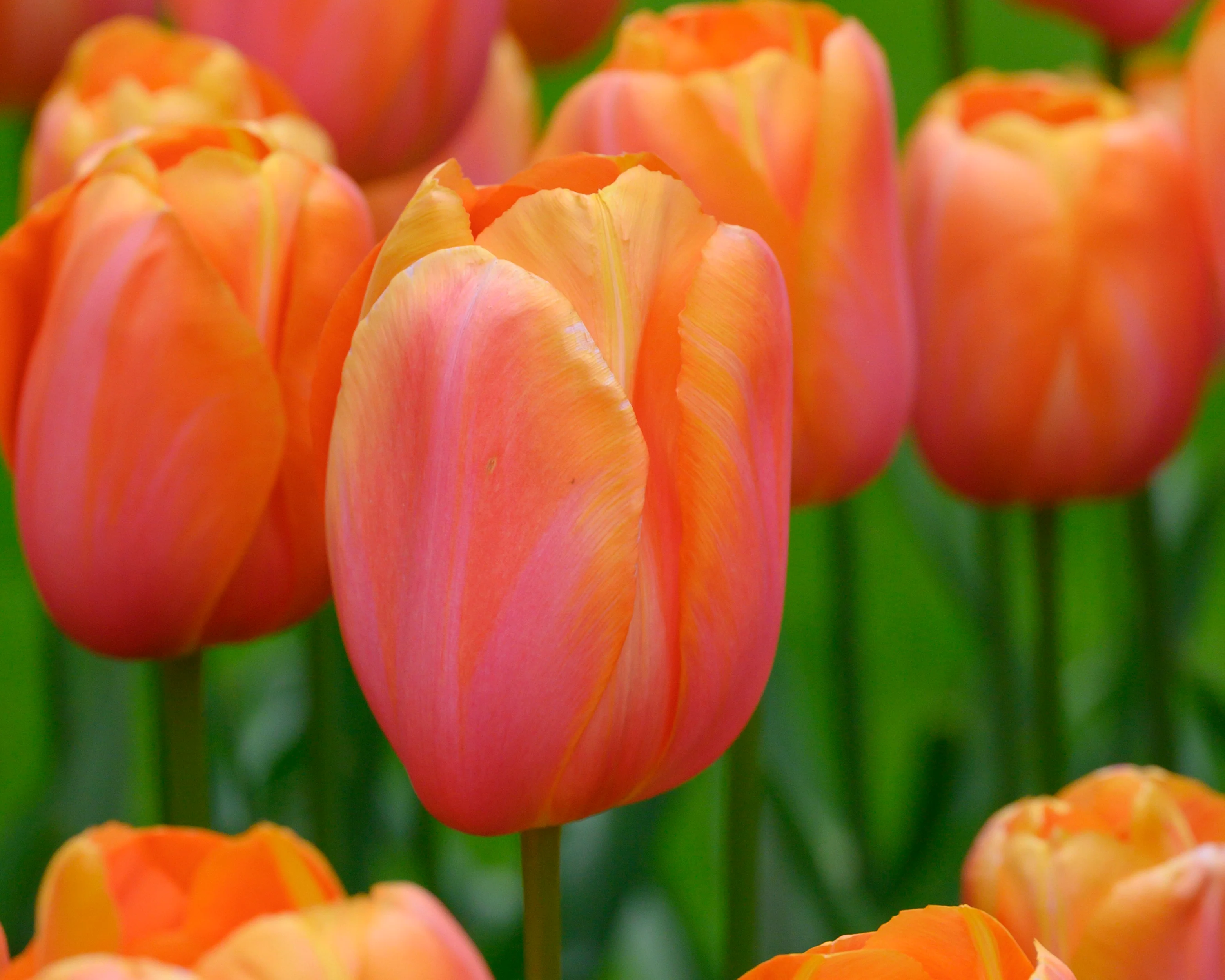 Tulip 'Dordogne' - Image 11