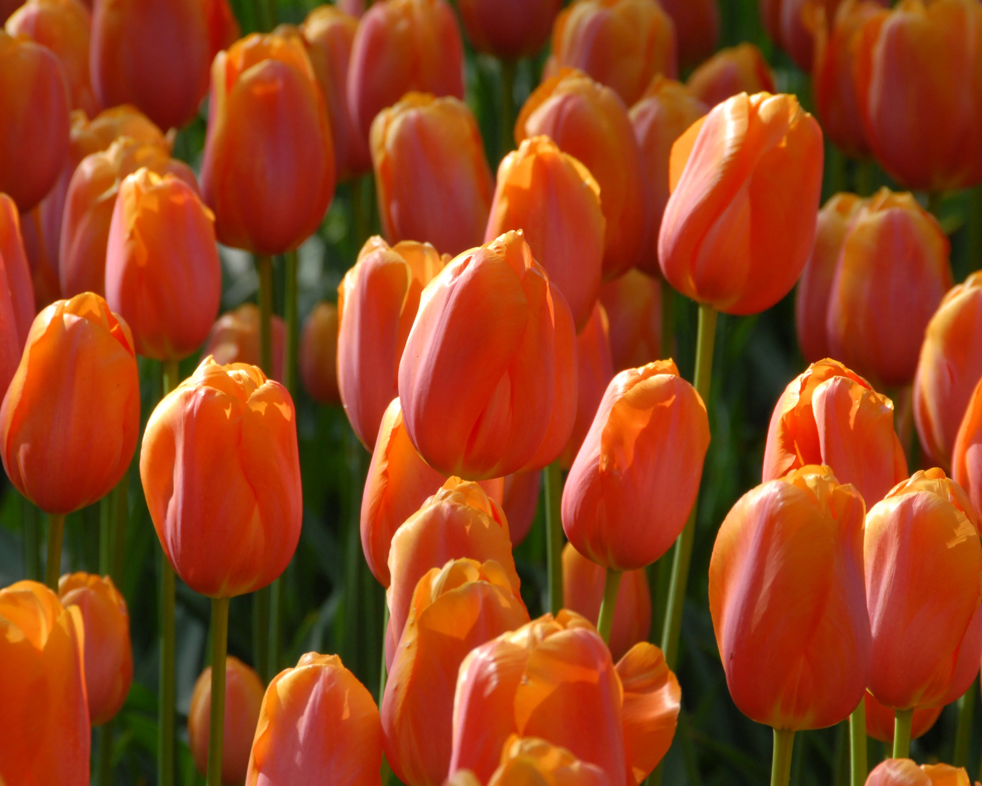Tulip 'Dordogne' - Image 12