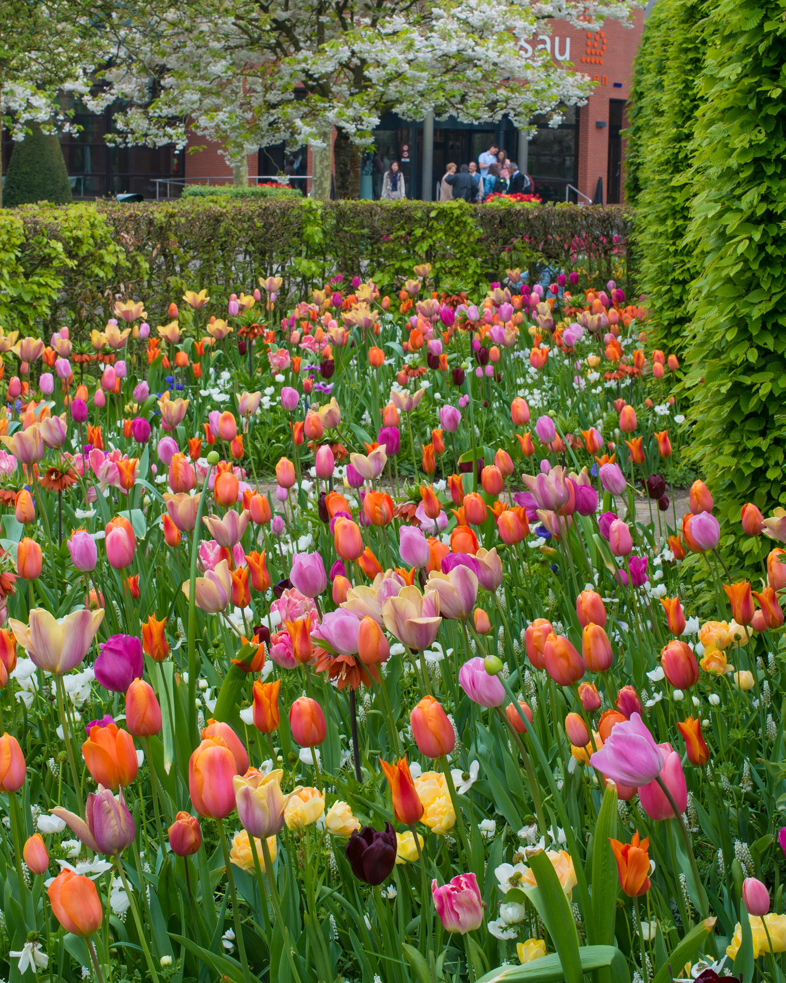 Tulip 'Dordogne' - Image 13