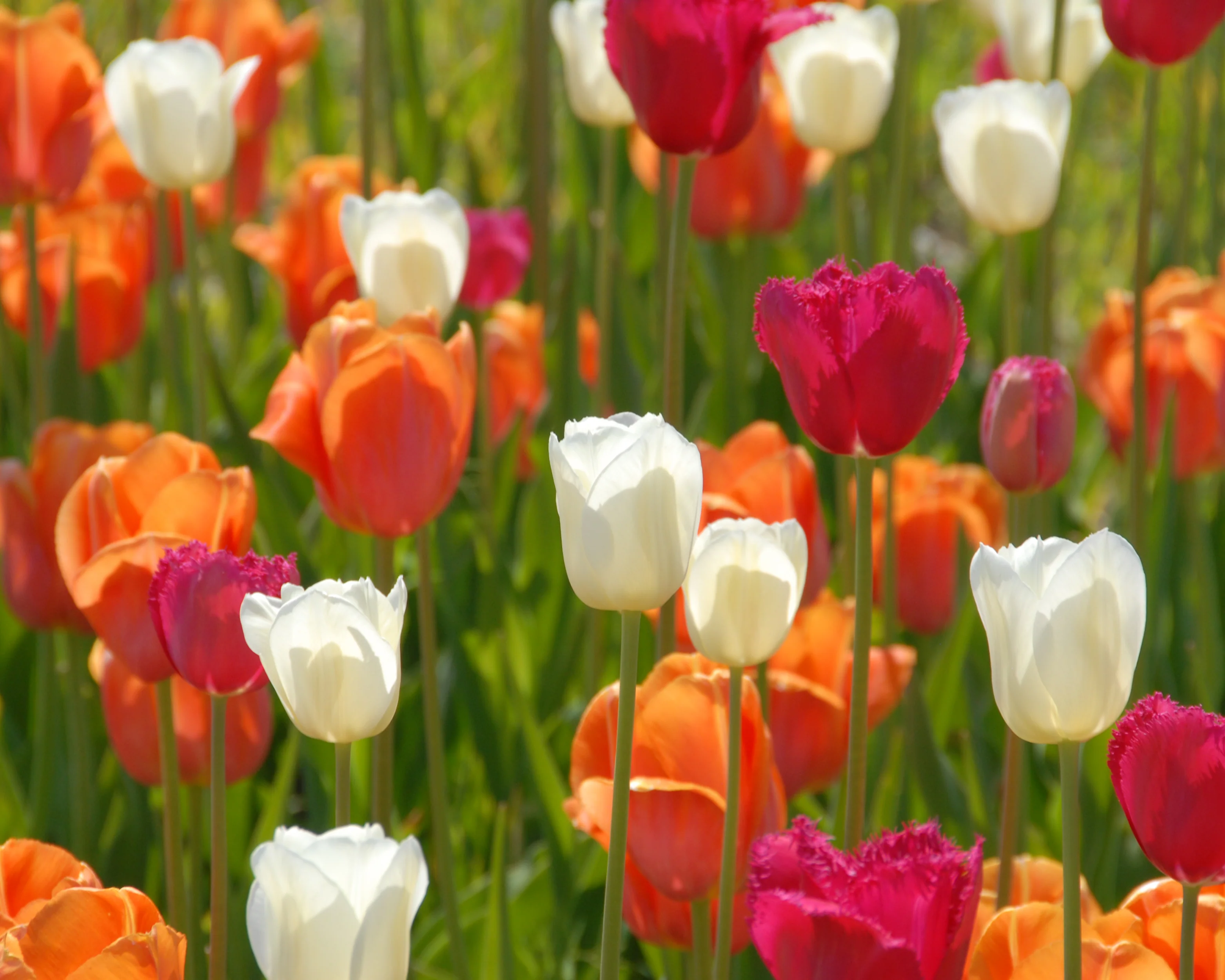 Tulip 'Dordogne' - Image 15
