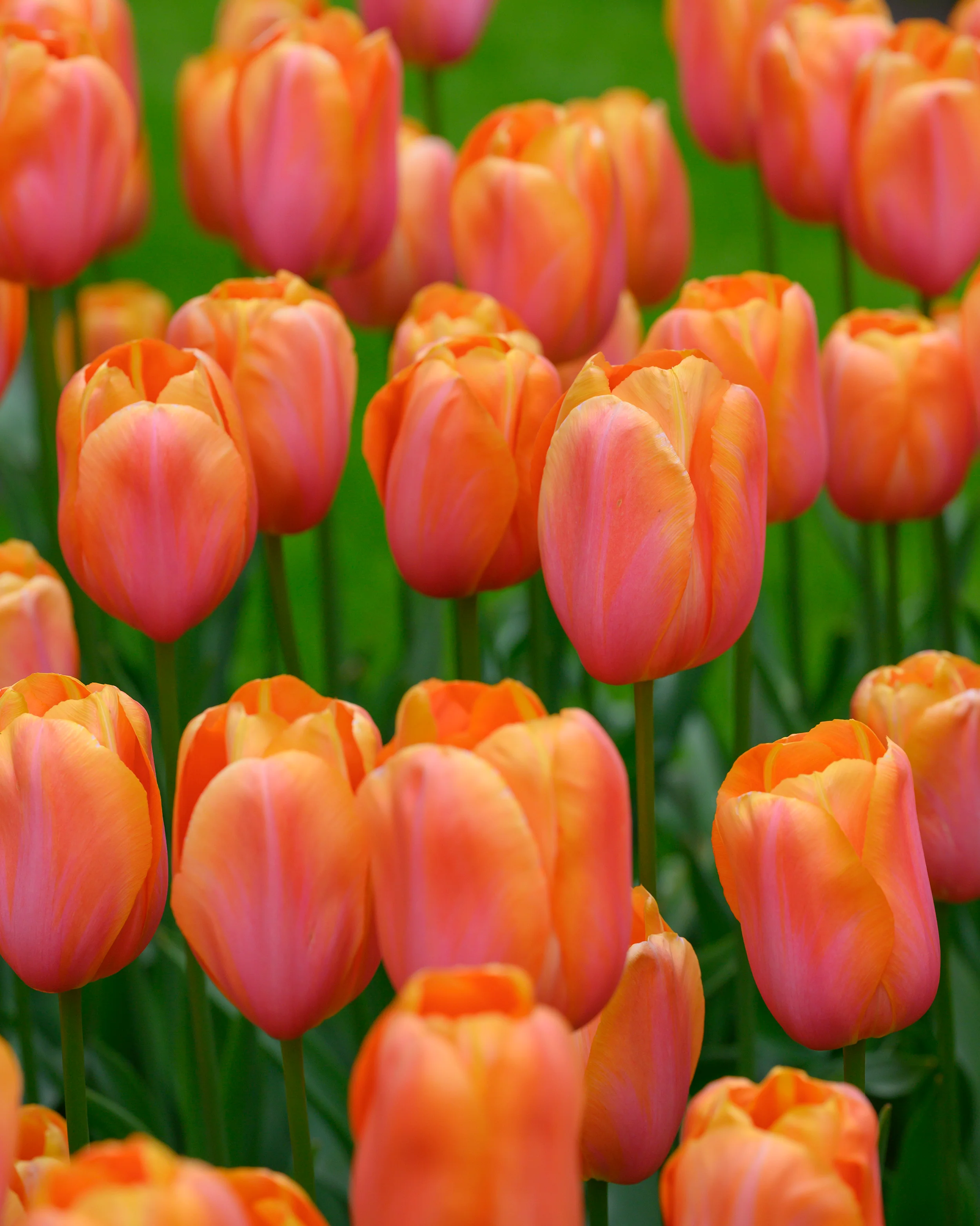 Tulip 'Dordogne' - Image 17