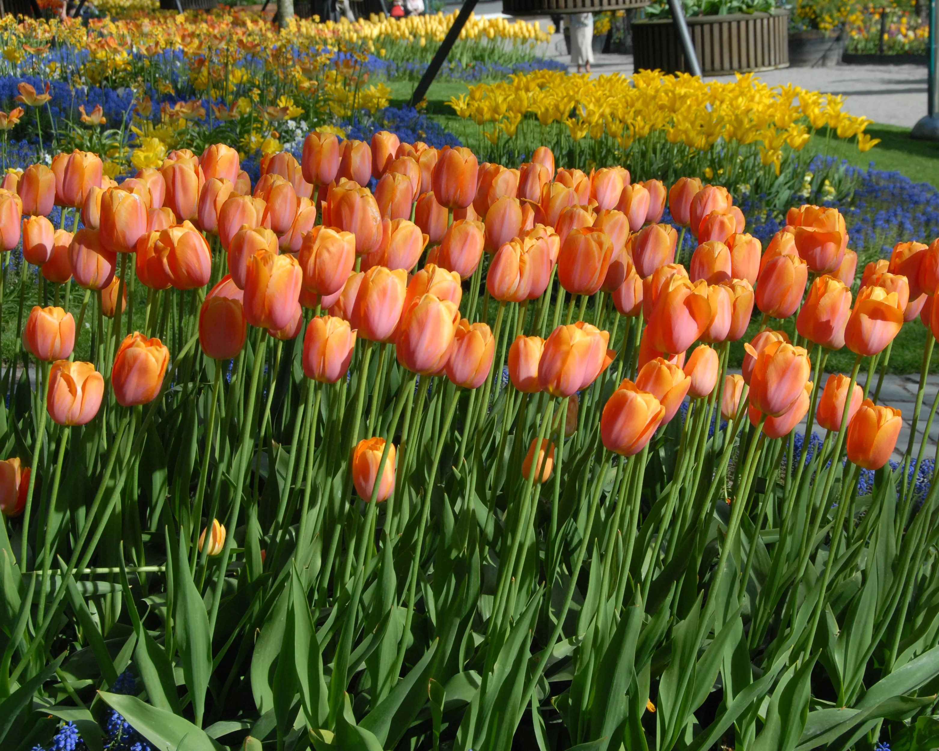 Tulip 'Dordogne' - Image 3
