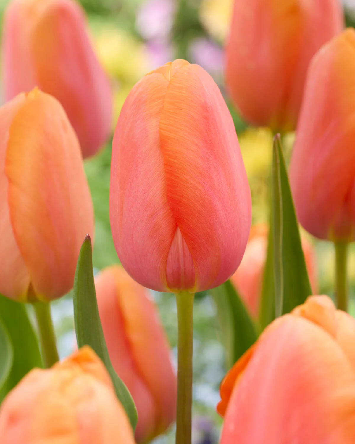Tulip 'Dordogne' - Image 7