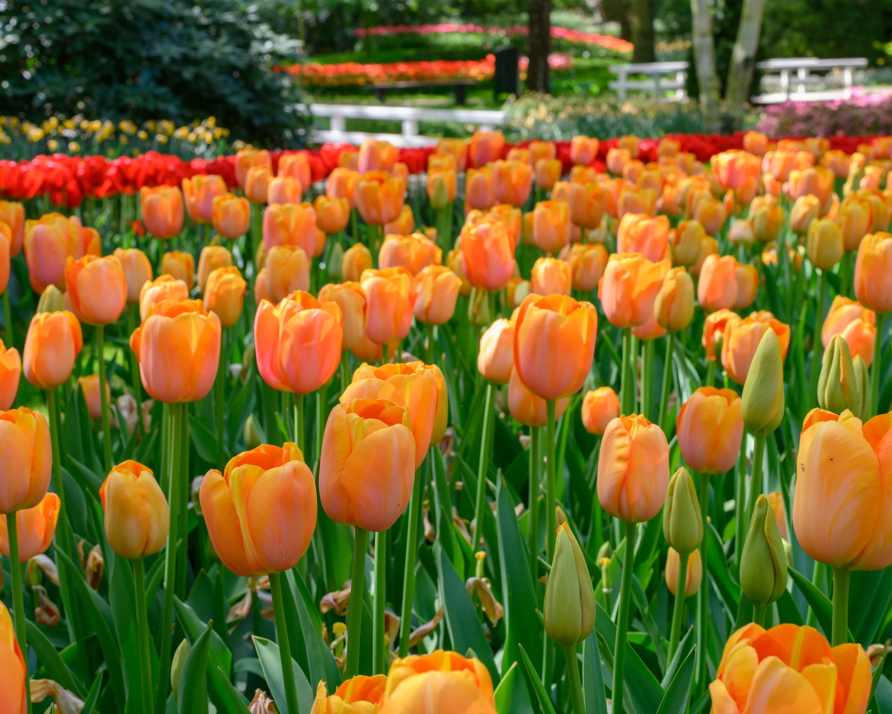 Tulip 'Dordogne' - Image 8