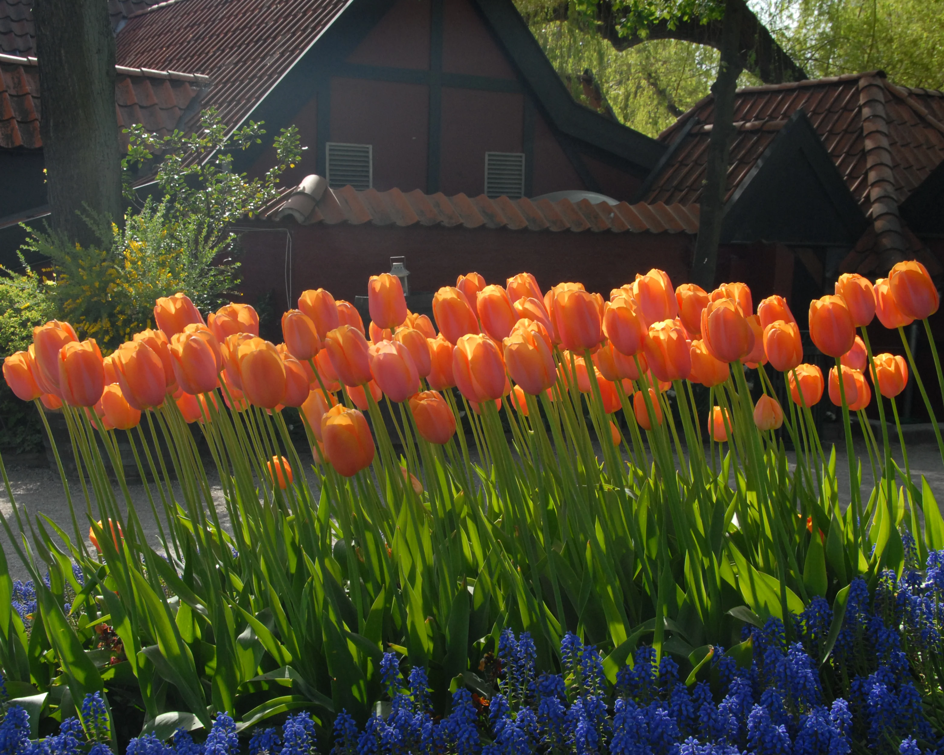 Tulip 'Dordogne' - Image 9