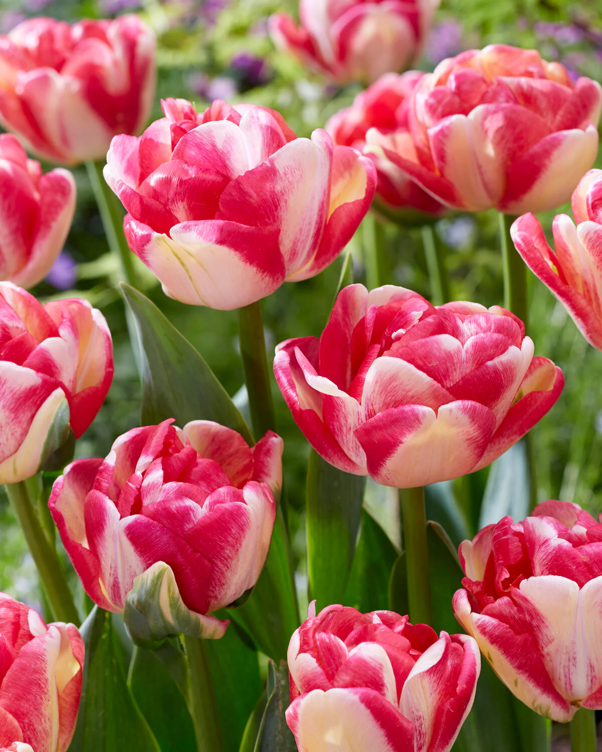 Tulip 'Double Blizz' - Image 2