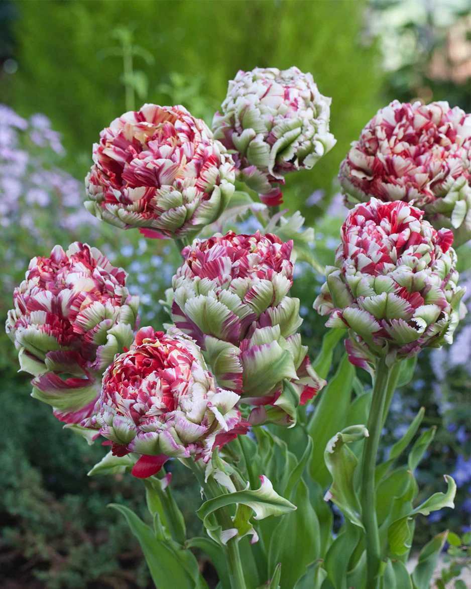 Tulip 'Double Flaming Bird' - Image 2