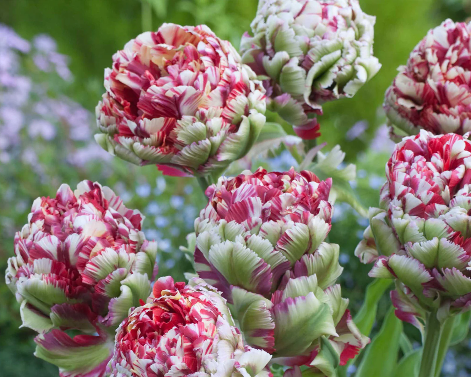 Tulip 'Double Flaming Bird' - Image 4