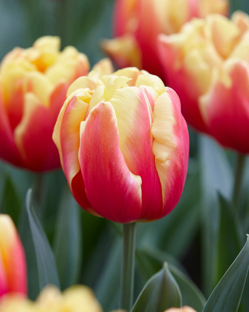 Tulip 'Double Focus' - Image 2