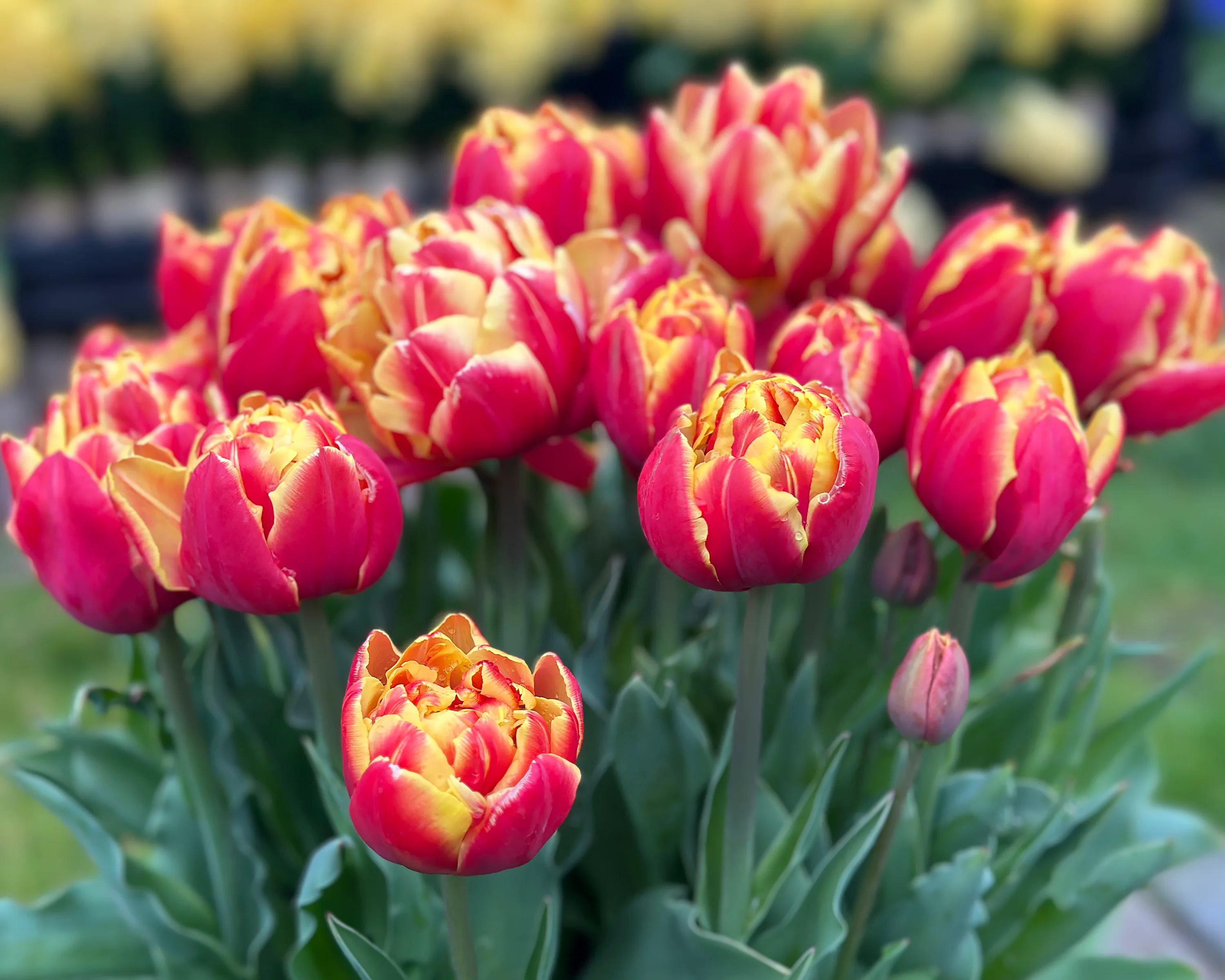 Tulip 'Double Focus' - Image 3