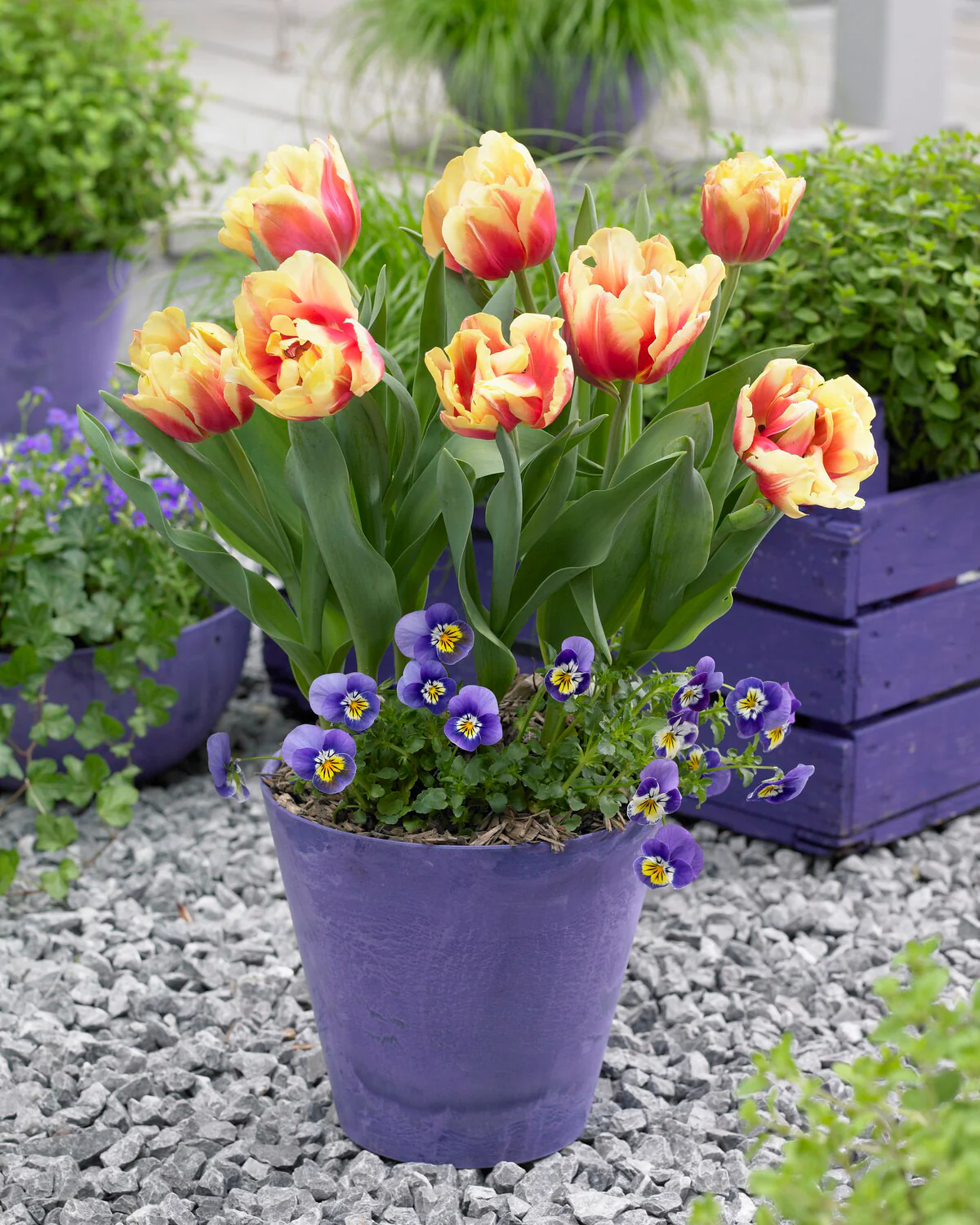 Tulip 'Double Focus' - Image 4