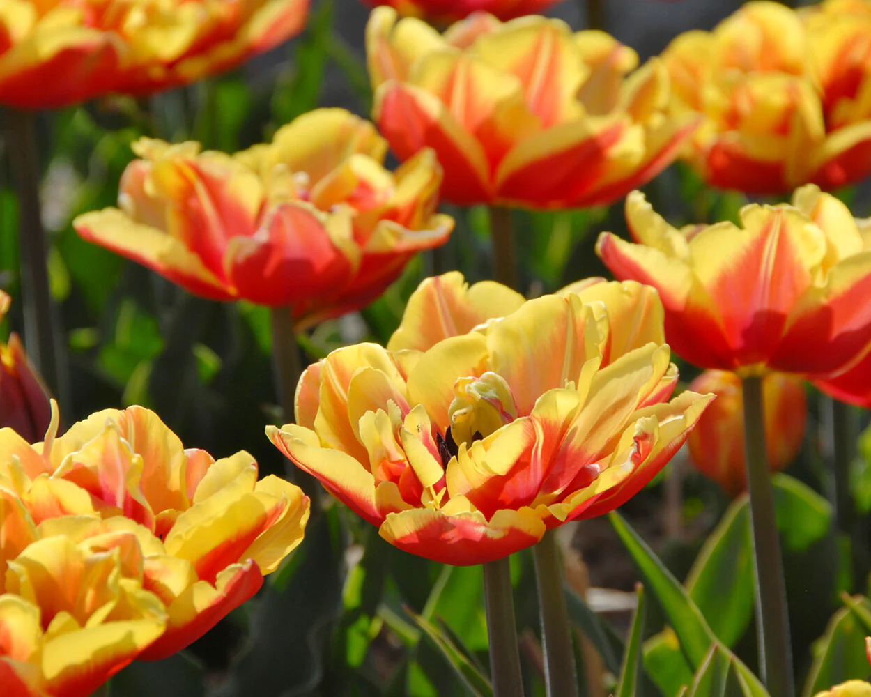 Tulip 'Double Focus' - Image 5