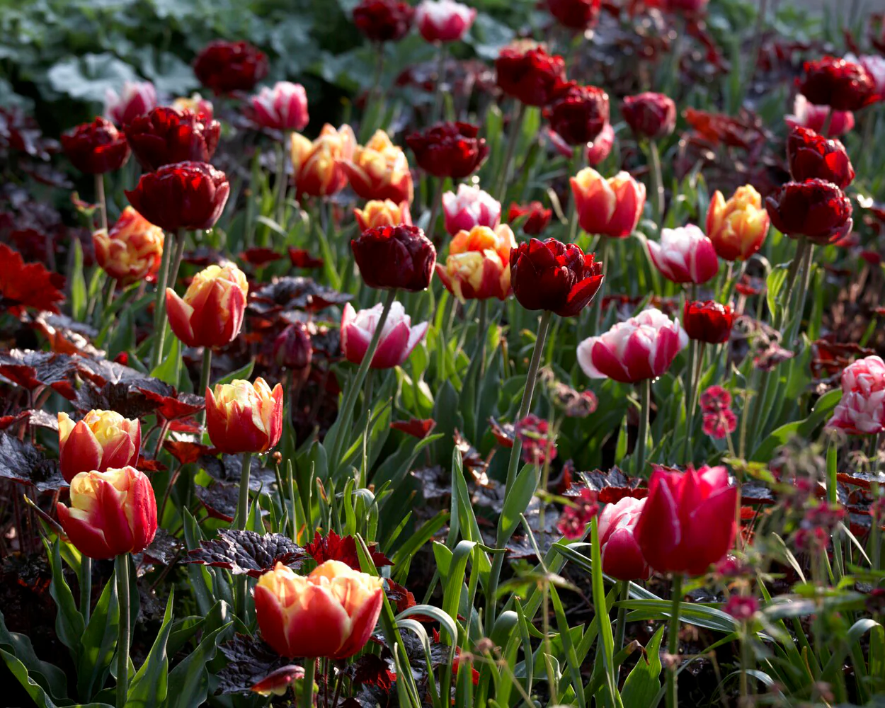 Tulip 'Double Focus' - Image 6