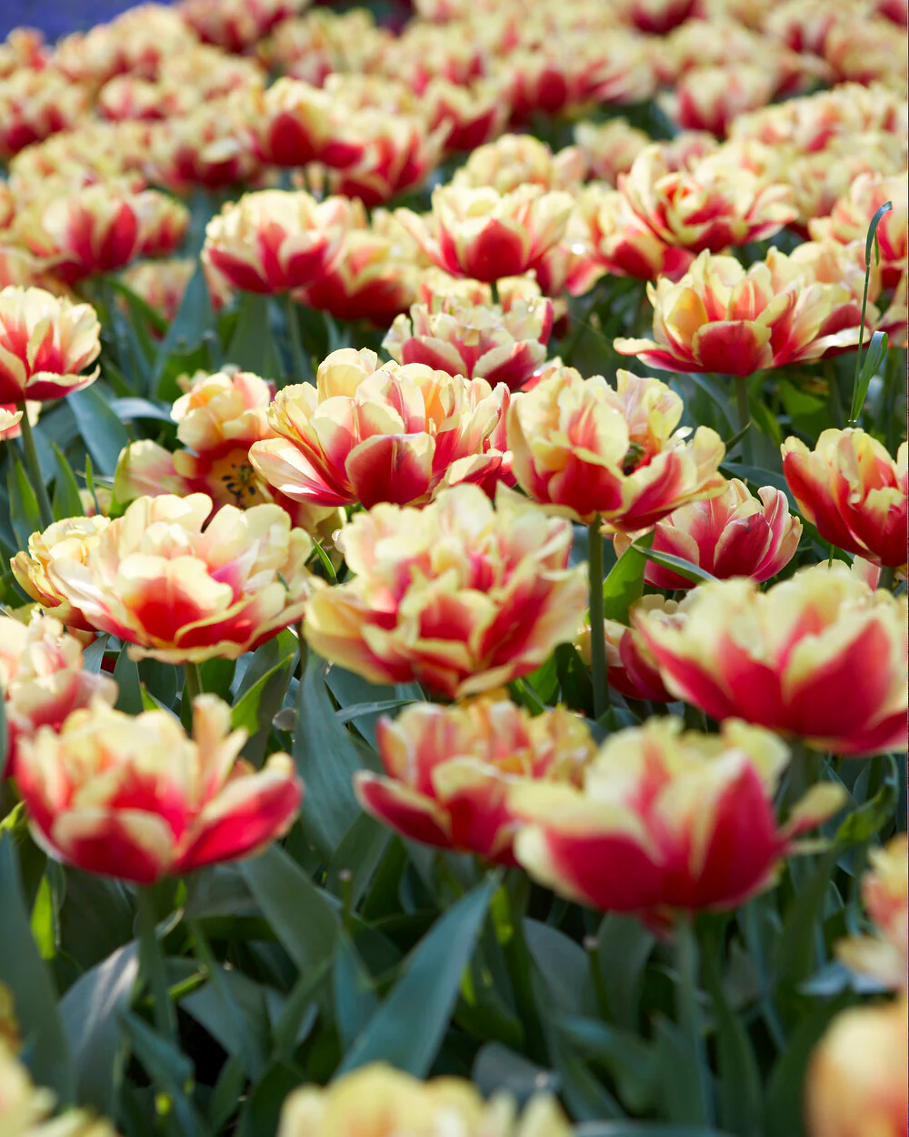 Tulip 'Double Focus' - Image 7